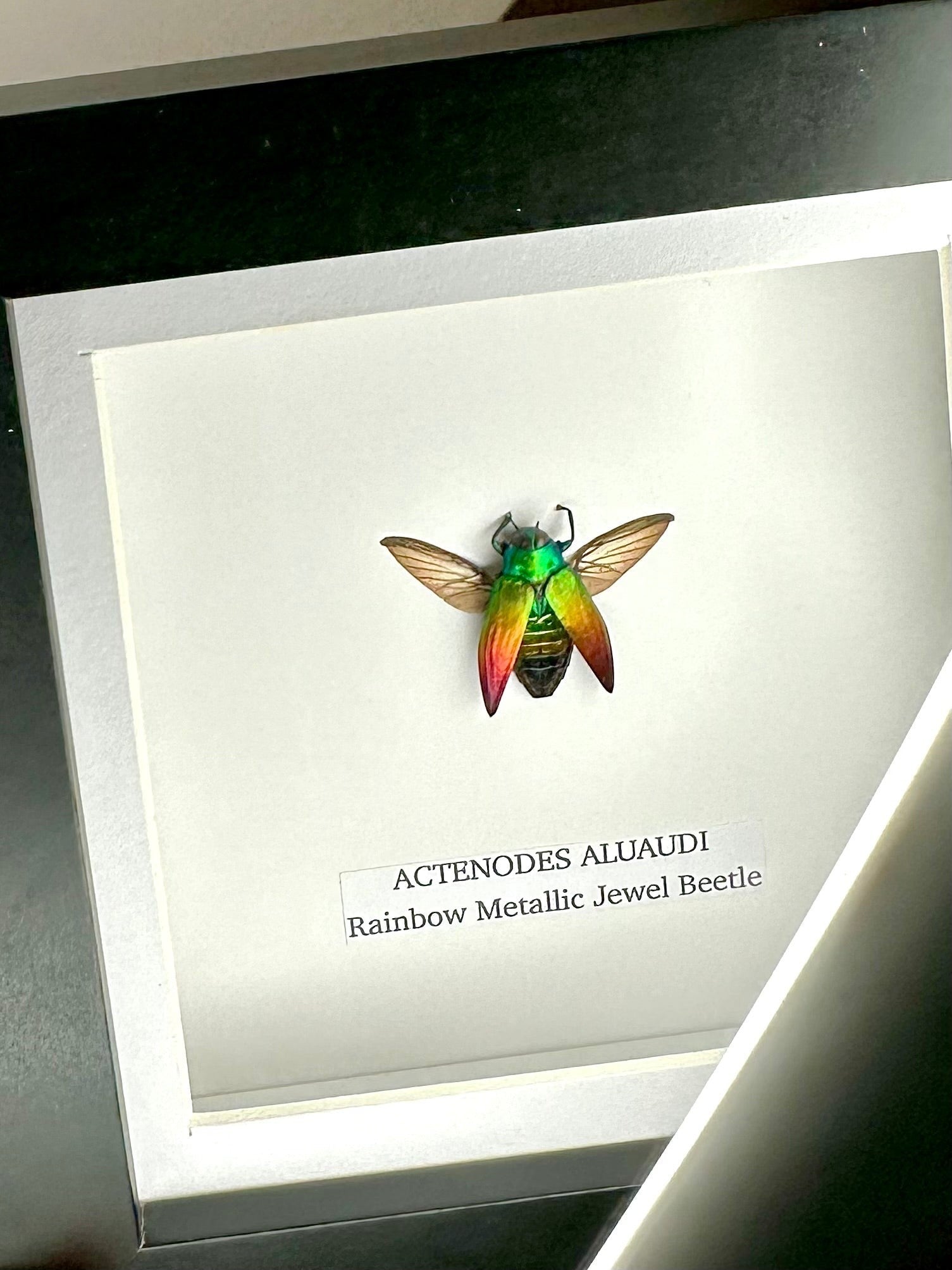 Rainbow Metallic Jewel Beetle | Actenodes Aluaudi | Medium black deep shadow Frame - Insect Taxidermy Entomology Home Decor Framed Natural Art handmade by cuteaholic gifts