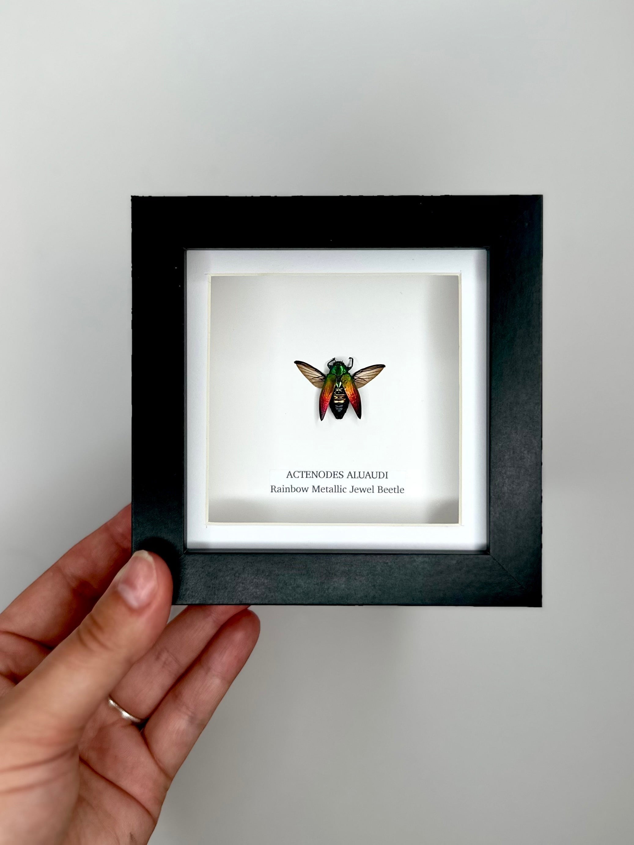 Rainbow Metallic Jewel Beetle | Actenodes Aluaudi | Medium black deep shadow Frame - Insect Taxidermy Entomology Home Decor Framed Natural Art handmade by cuteaholic gifts