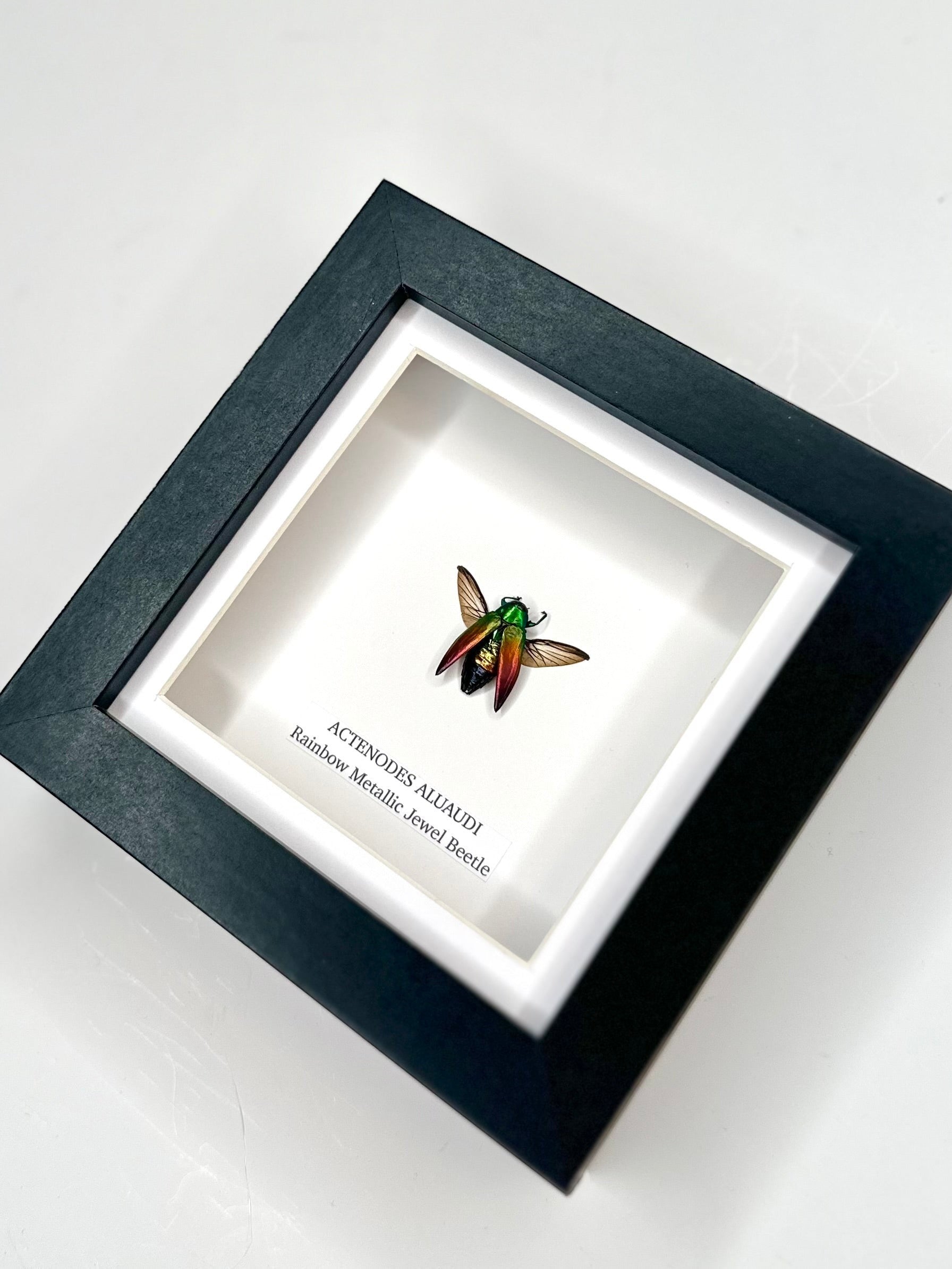 Rainbow Metallic Jewel Beetle | Actenodes Aluaudi | Medium black deep shadow Frame - Insect Taxidermy Entomology Home Decor Framed Natural Art handmade by cuteaholic gifts