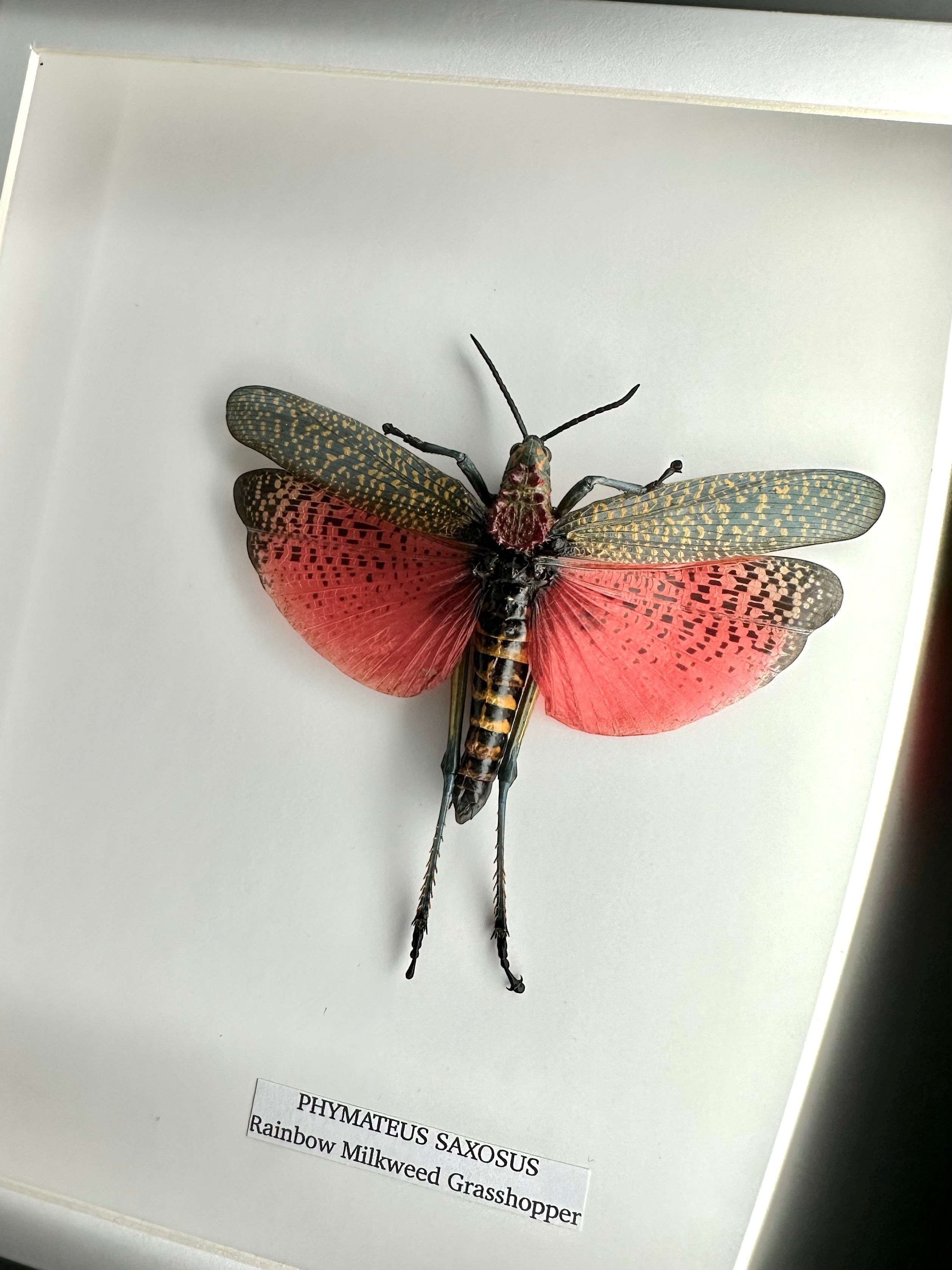 Rainbow Milkweed Grasshopper also known as Phymateus Saxosus. framed in cuteaholic black shadow deep Medium Frame, Natural Taxidermy / Entomology Home Decor Hand made Framed Natural Art by cuteaholic gifts
