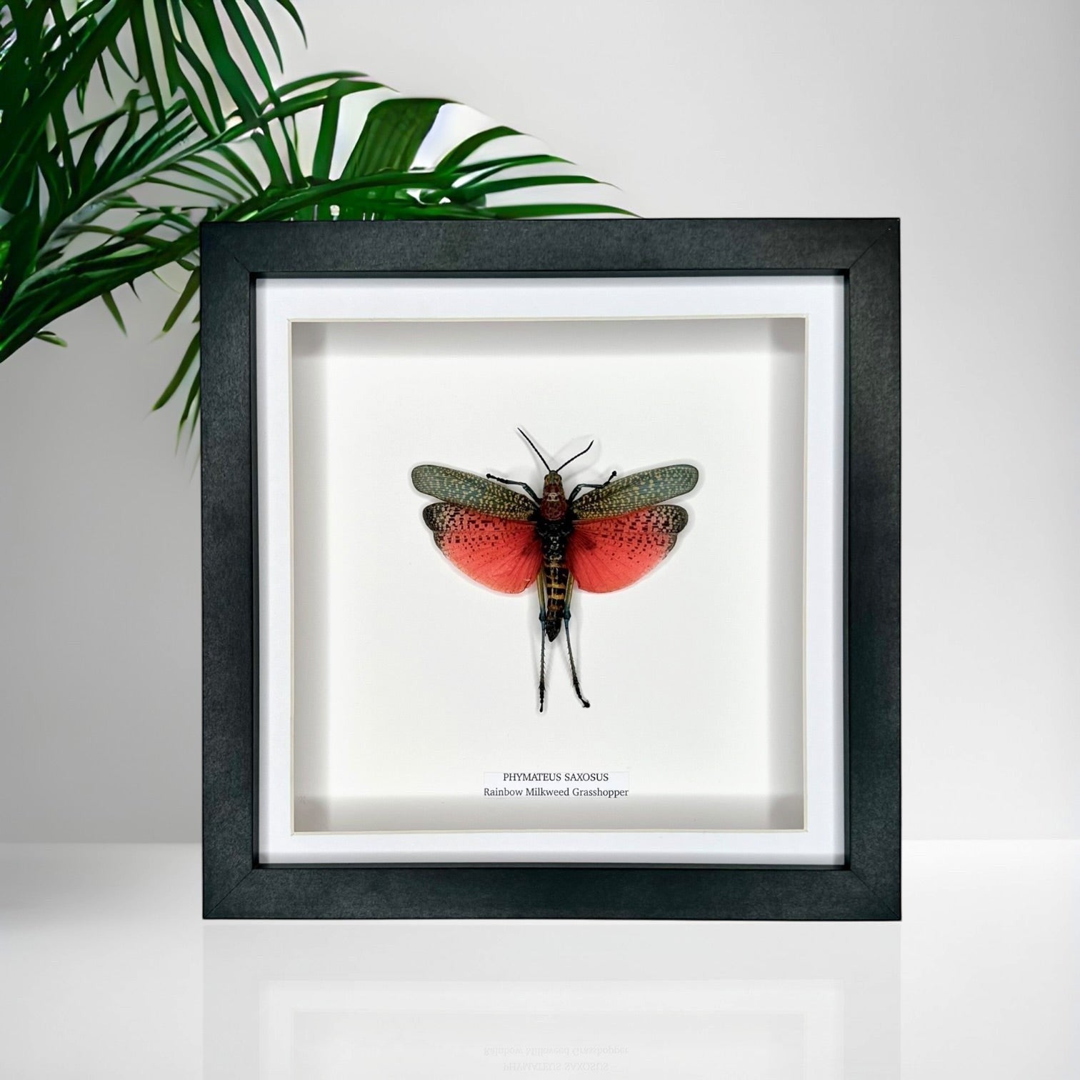 Rainbow Milkweed Grasshopper also known as Phymateus Saxosus. framed in cuteaholic black shadow deep Medium Frame, Natural Taxidermy / Entomology Home Decor Hand made Framed Natural Art by cuteaholic gifts