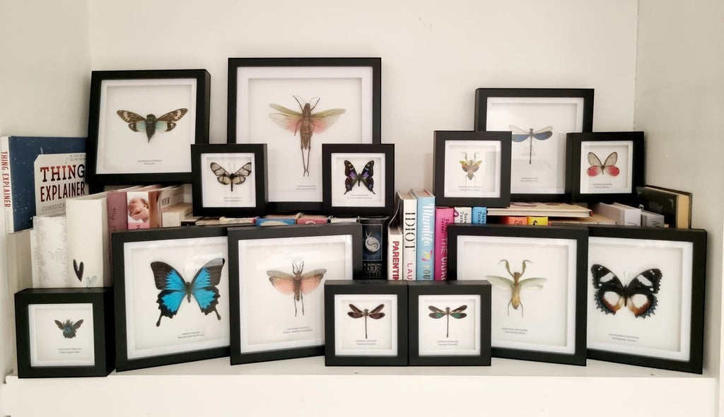 Rainbow Milkweed Grasshopper also known as Phymateus Saxosus. framed in cuteaholic black shadow deep Medium Frame, Natural Taxidermy / Entomology Home Decor Hand made Framed Natural Art by cuteaholic gifts