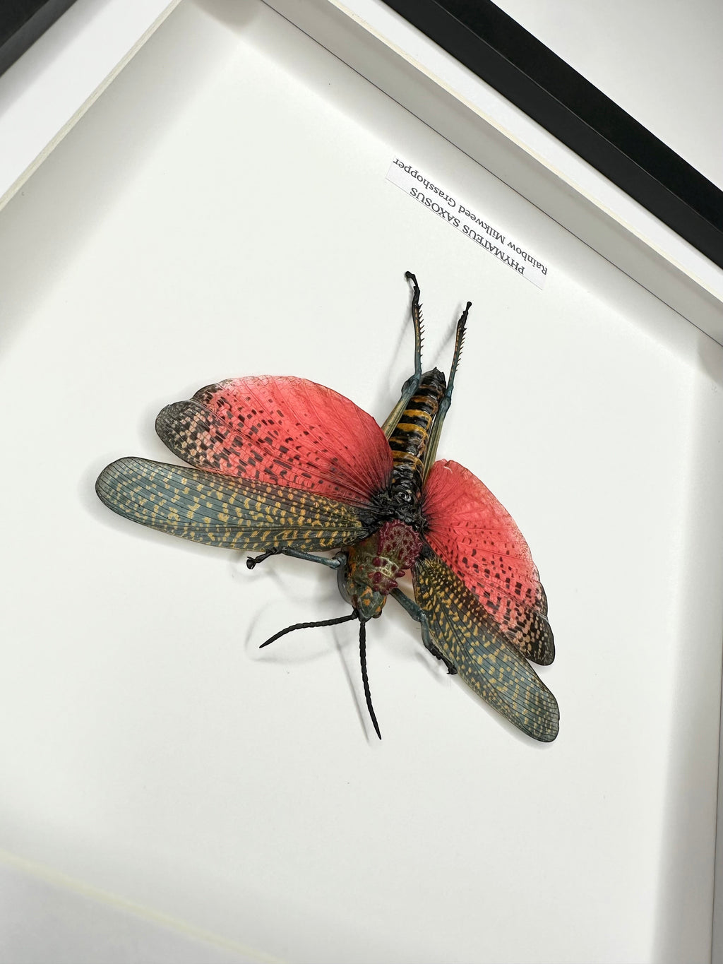 Rainbow Milkweed Grasshopper also known as Phymateus Saxosus. framed in cuteaholic black shadow deep Medium Frame, Natural Taxidermy / Entomology Home Decor Hand made Framed Natural Art by cuteaholic gifts