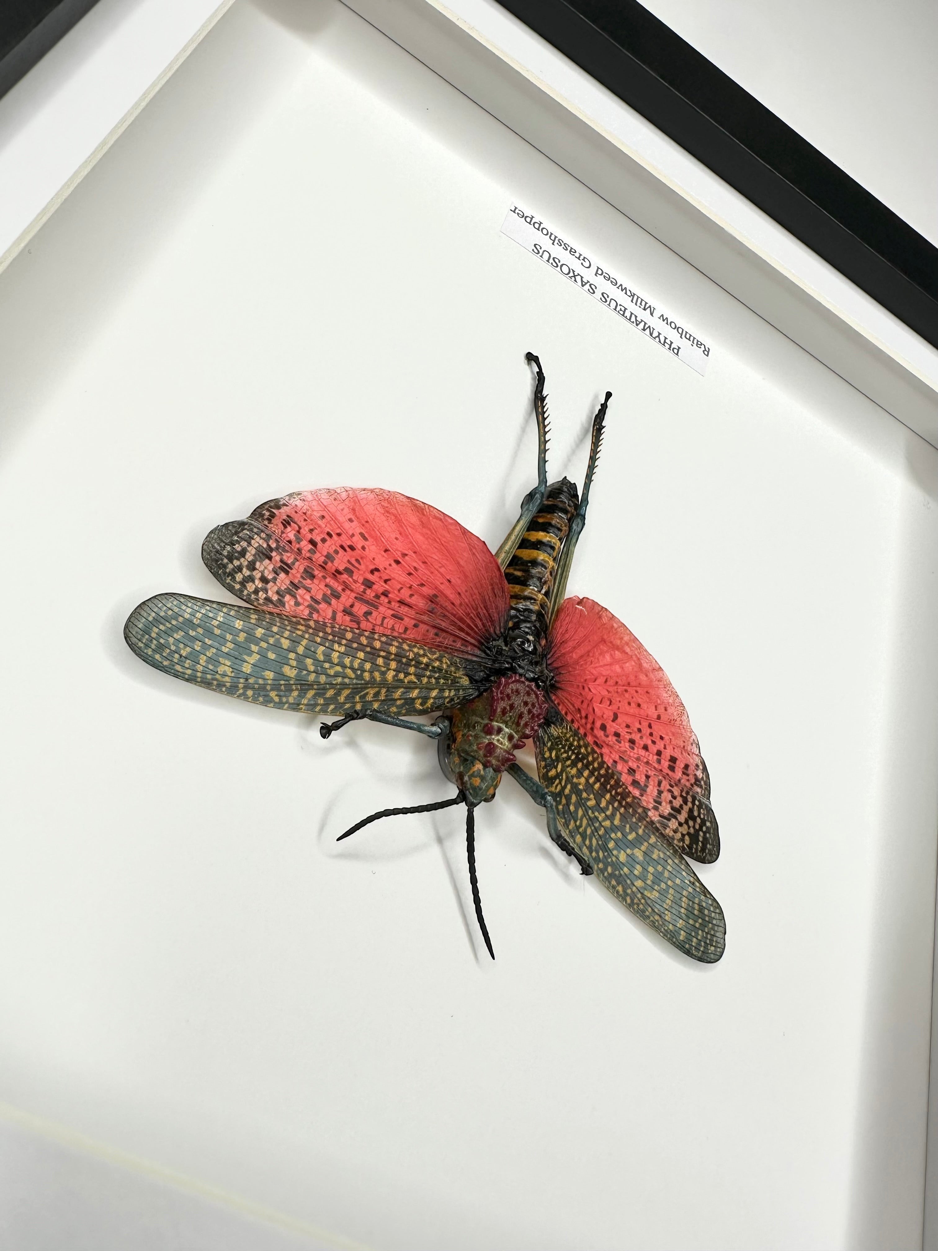 Rainbow Milkweed Grasshopper also known as Phymateus Saxosus. framed in cuteaholic black shadow deep Medium Frame, Natural Taxidermy / Entomology Home Decor Hand made Framed Natural Art by cuteaholic gifts