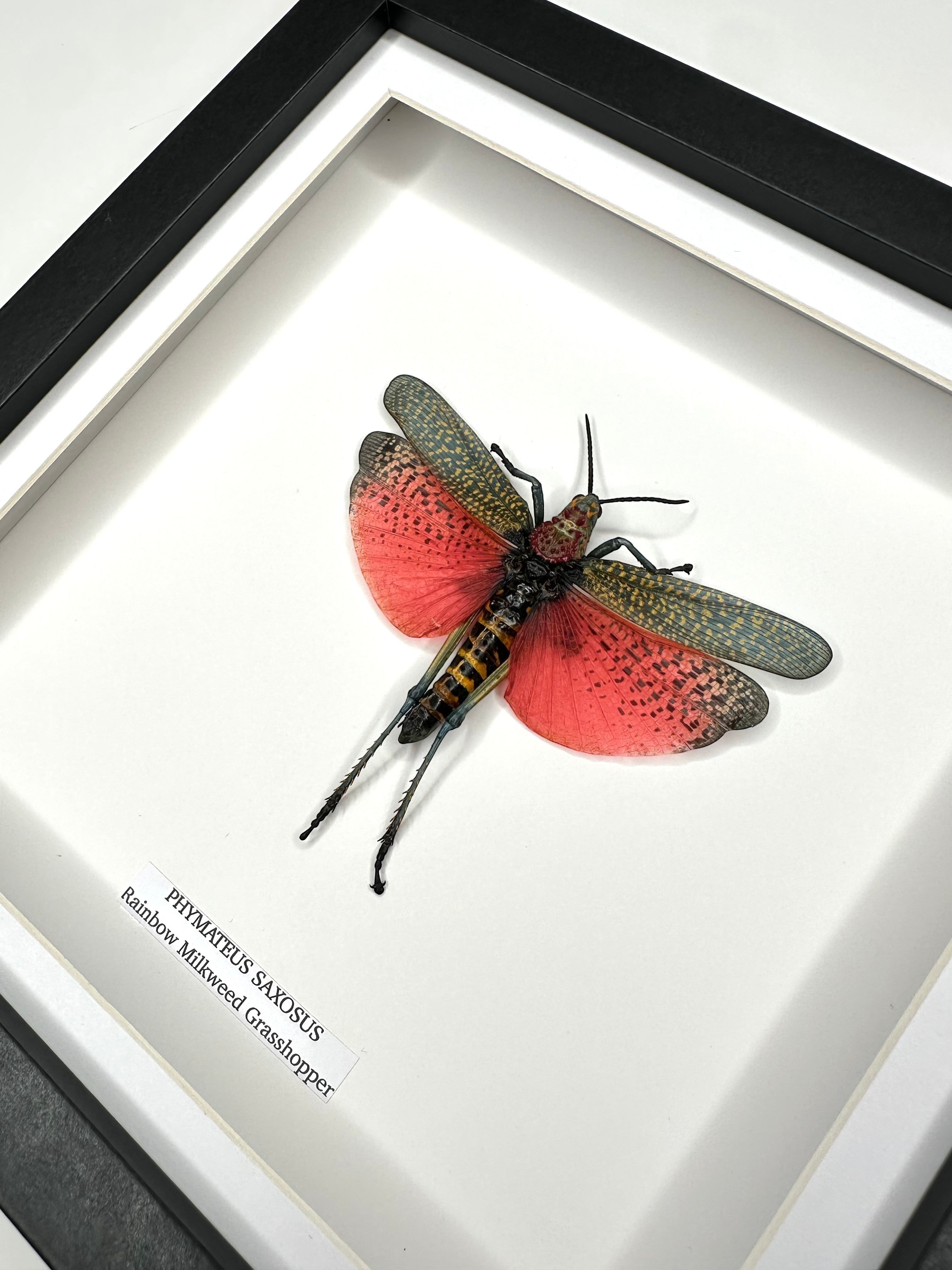 Rainbow Milkweed Grasshopper also known as Phymateus Saxosus. framed in cuteaholic black shadow deep Medium Frame, Natural Taxidermy / Entomology Home Decor Hand made Framed Natural Art by cuteaholic gifts