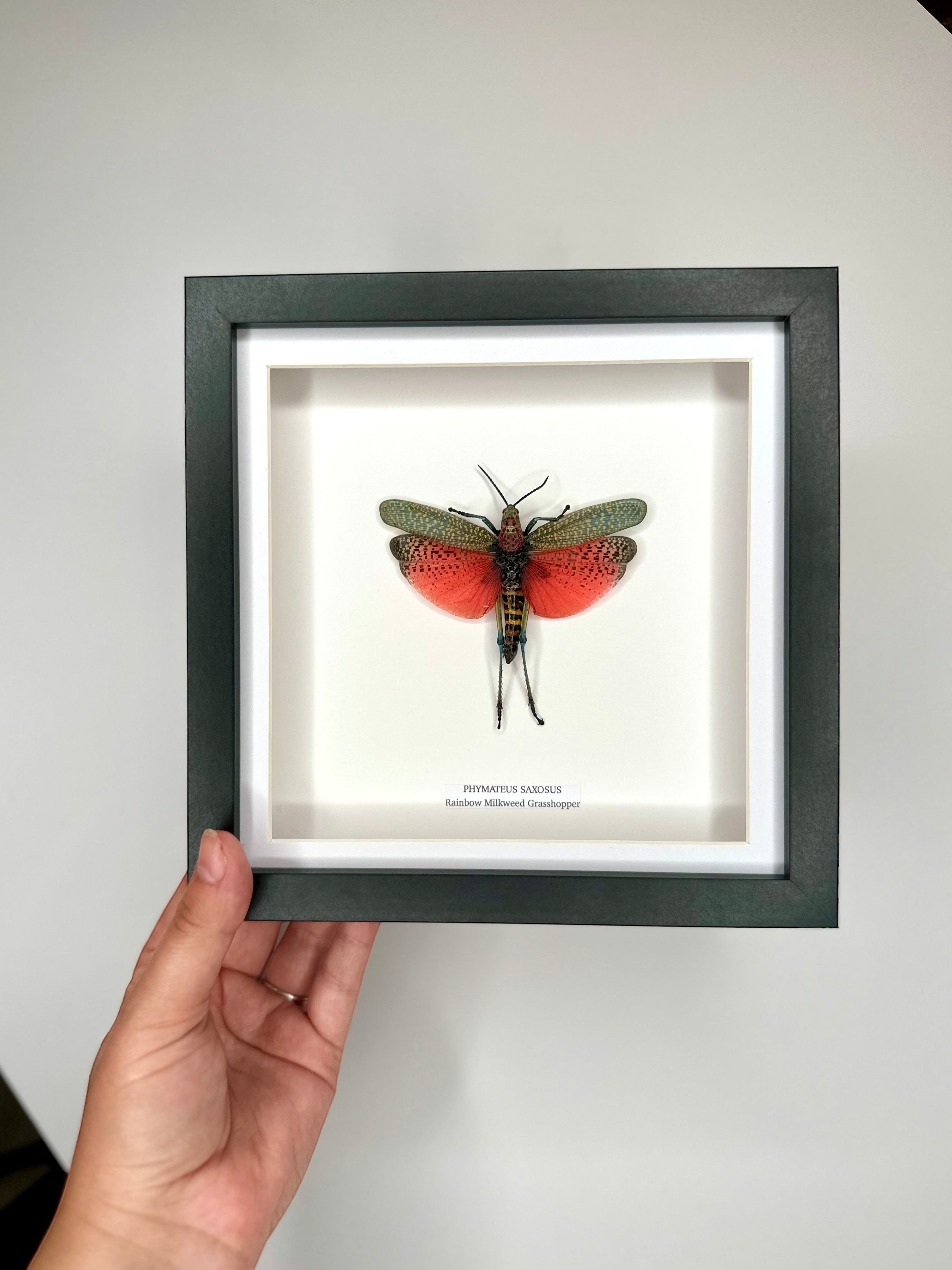 Rainbow Milkweed Grasshopper also known as Phymateus Saxosus. framed in cuteaholic black shadow deep Medium Frame, Natural Taxidermy / Entomology Home Decor Hand made Framed Natural Art by cuteaholic gifts