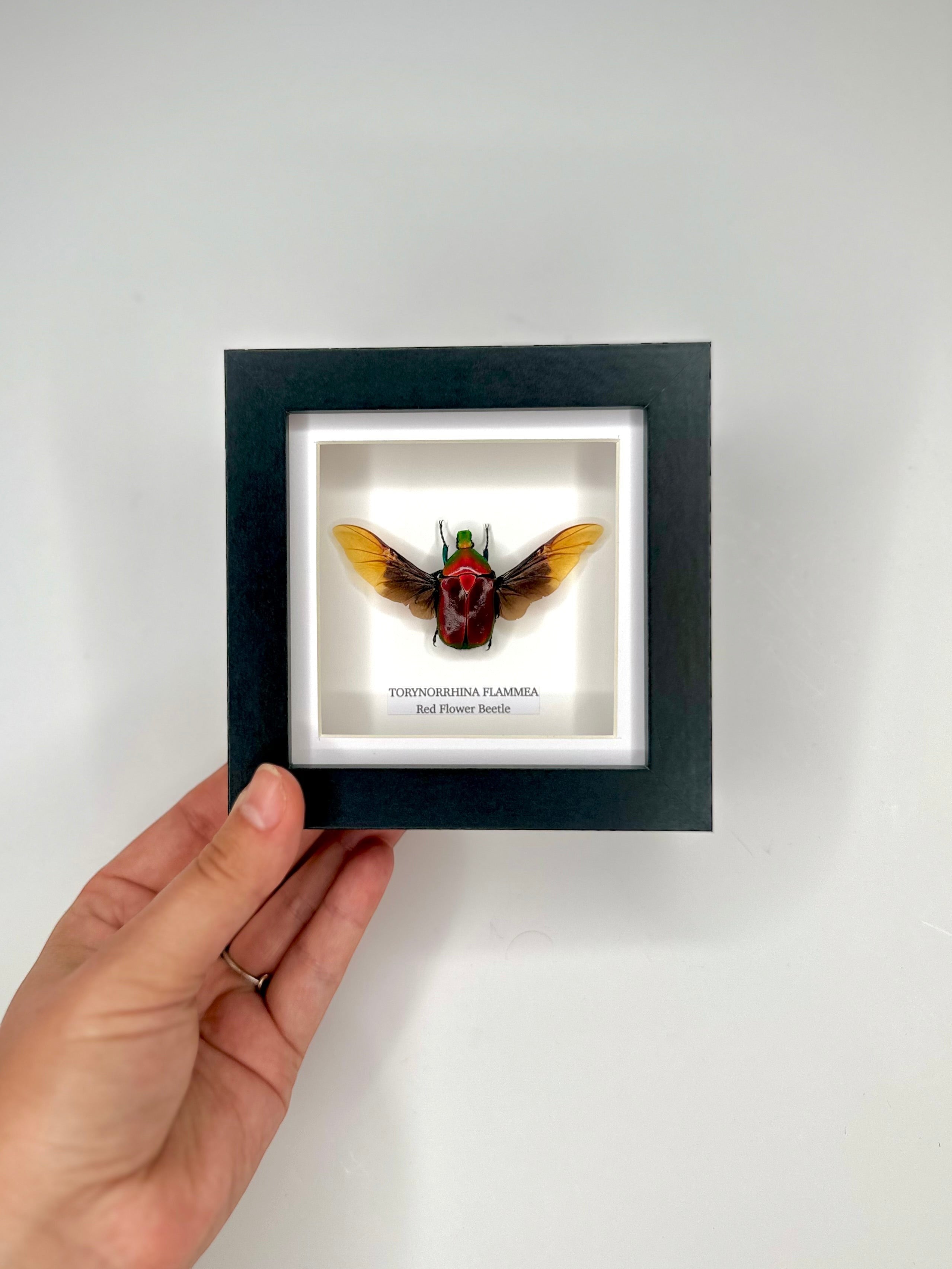 Red Flower Beetle | Torynorrhina Flammea | Small black deep shadow Frame - Insect Taxidermy Entomology Home Decor Framed Natural Art Handmade by cuteaholic gifts