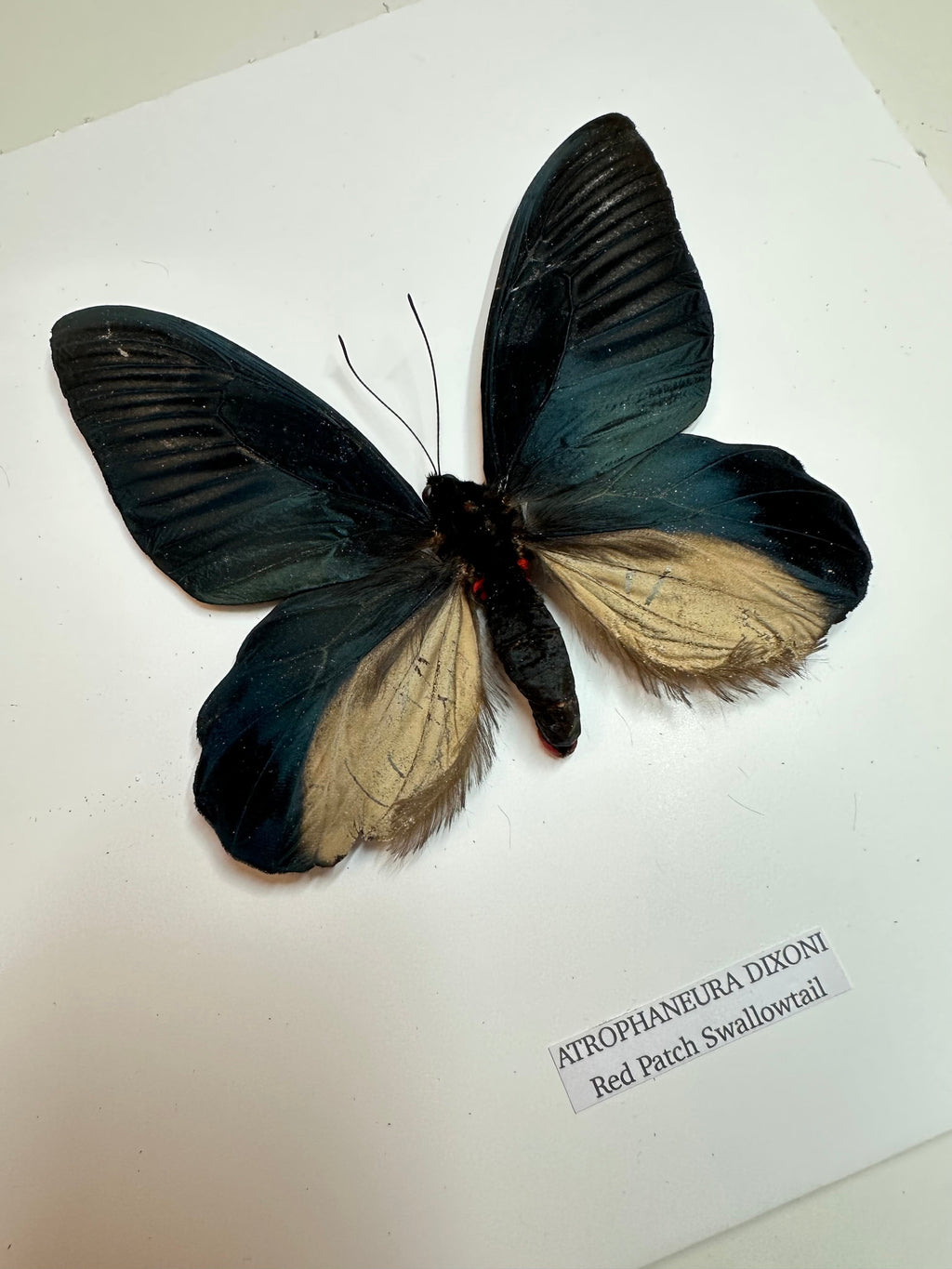Red Patch Swallowtail | Medium Frame • Taxidermy Entomology Home Decor Framed Art