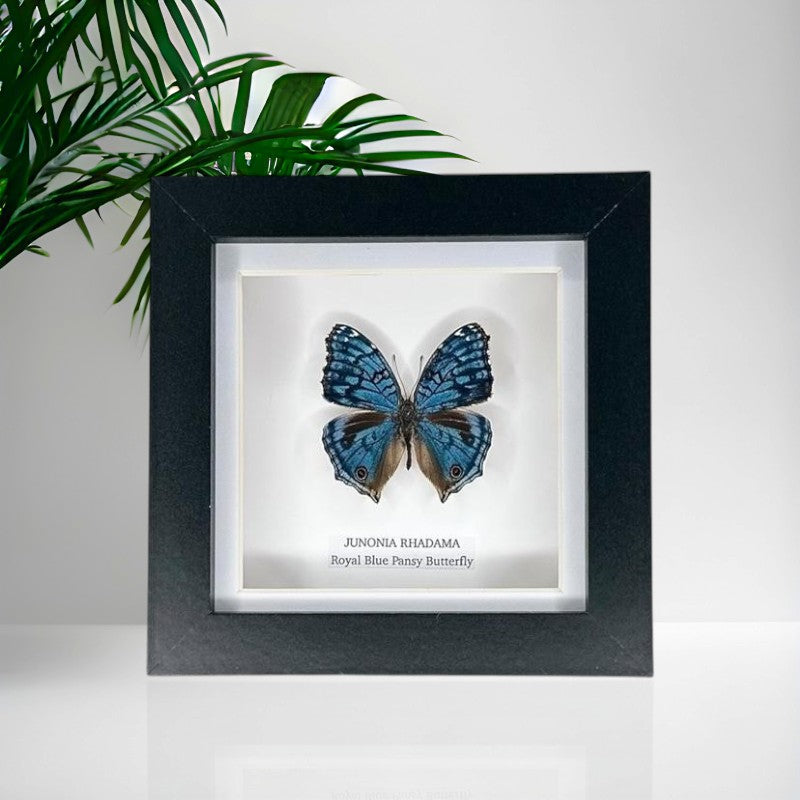 Royal Blue Pansy Butterfly | Small Frame • Taxidermy Entomology Home Decor Framed Art