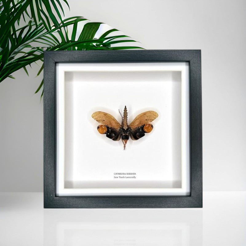 Saw Tooth Lanternfly | Cathedra Serrata | Medium Framed Insect • Taxidermy Entomology Home Decor Framed Art