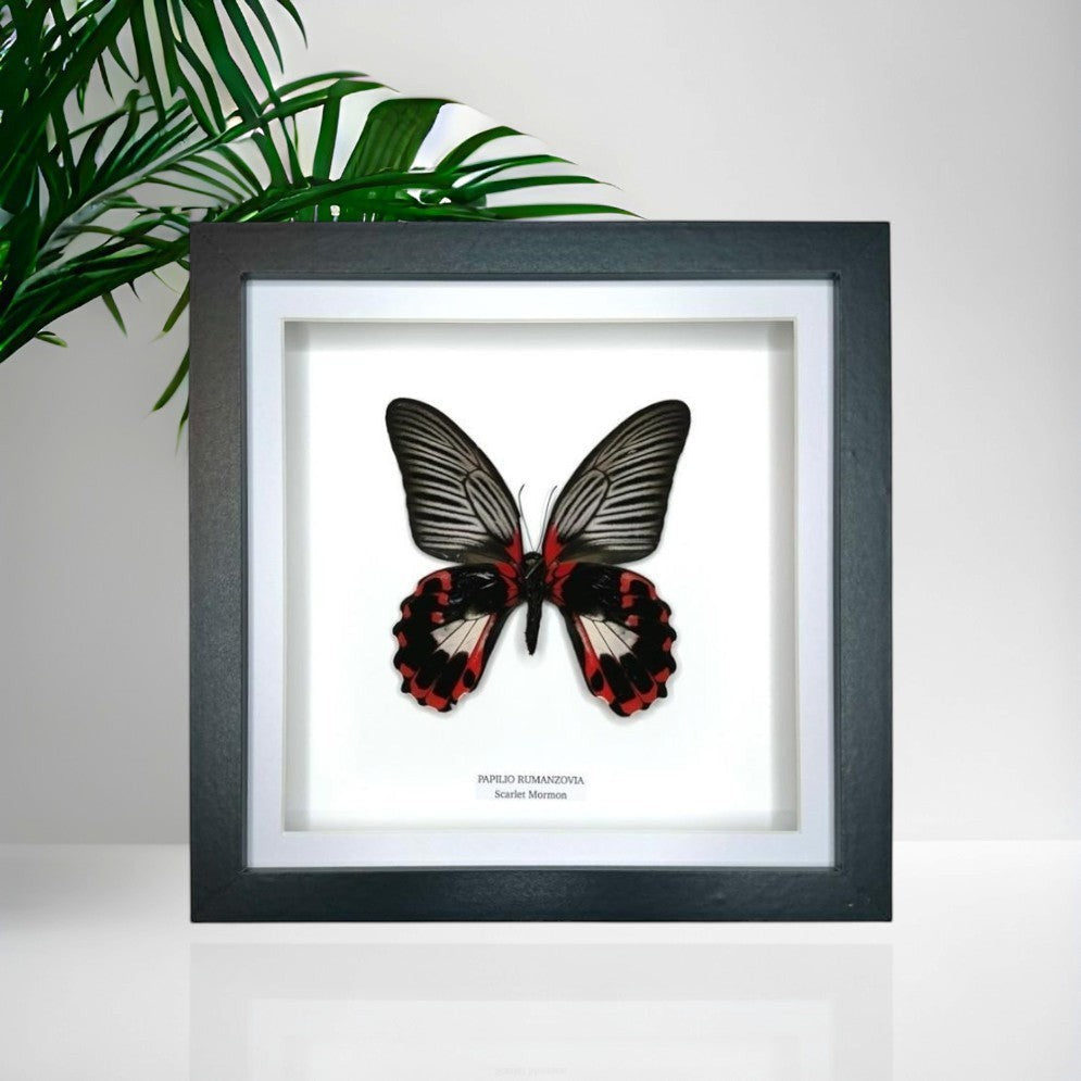 Scarlet Mormon | Papilio Rumanzovia • Medium Frame • Real Taxidermy Art