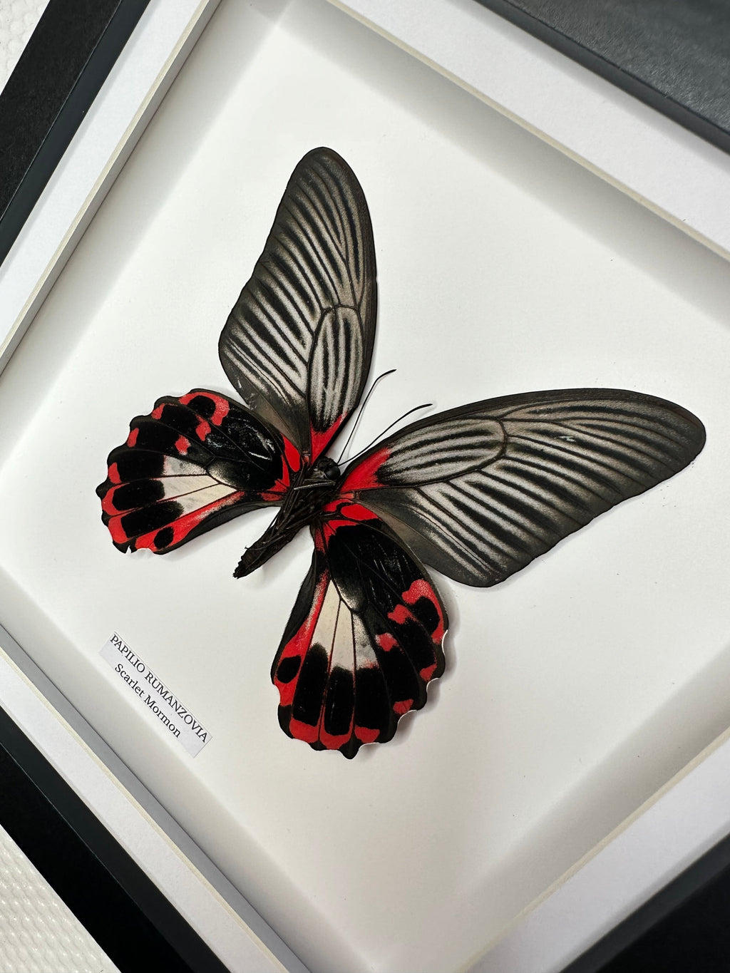 Scarlet Mormon | Papilio Rumanzovia • Medium Frame • Real Taxidermy Art