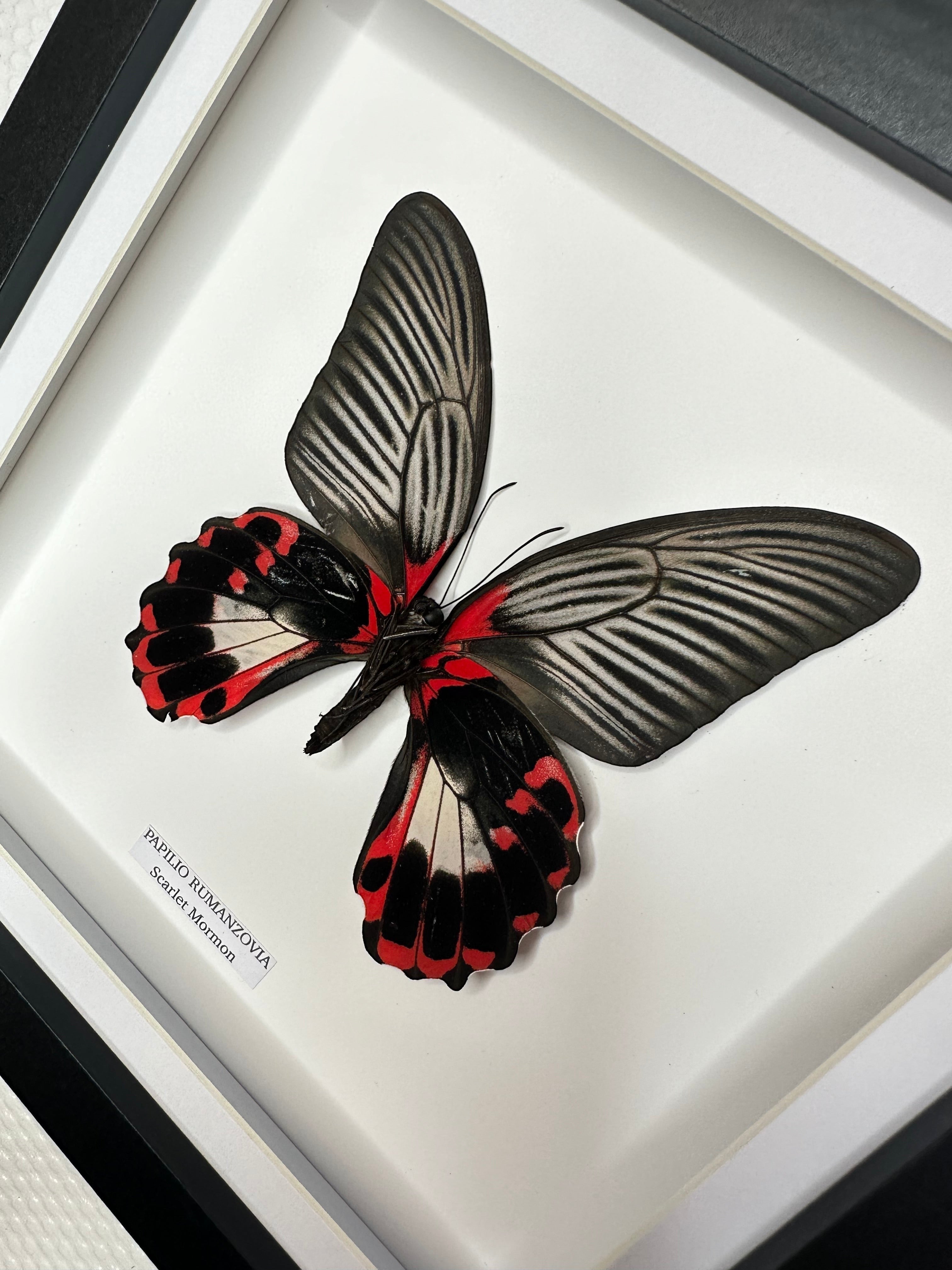 Scarlet Mormon | Papilio Rumanzovia • Medium Frame • Real Taxidermy Art