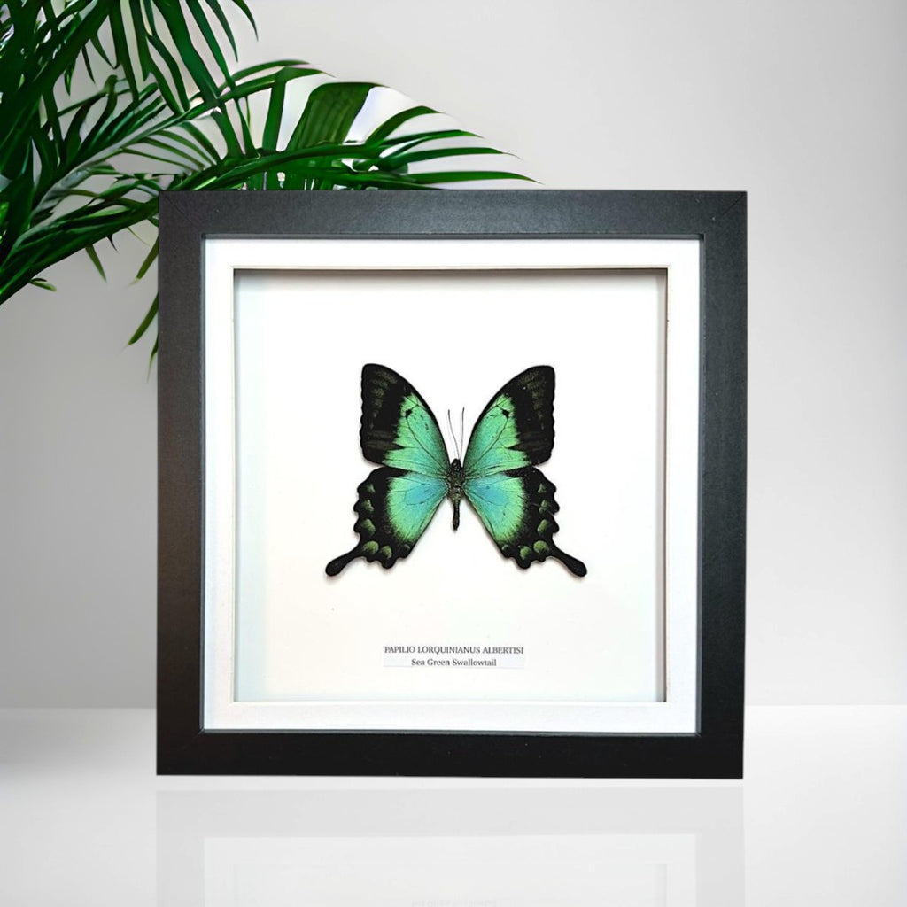 Sea Green Albertisi Swallowtail | Medium Frame • Taxidermy Entomology Home Decor Framed Art