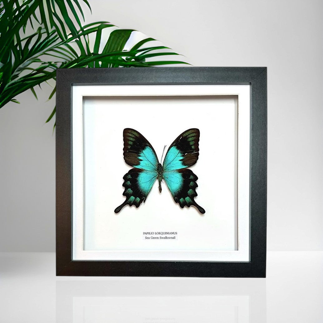 Sea Green Swallowtail | Papilio Lorquinianus • Medium Frame • Taxidermy Entomology Home Decor Framed Art