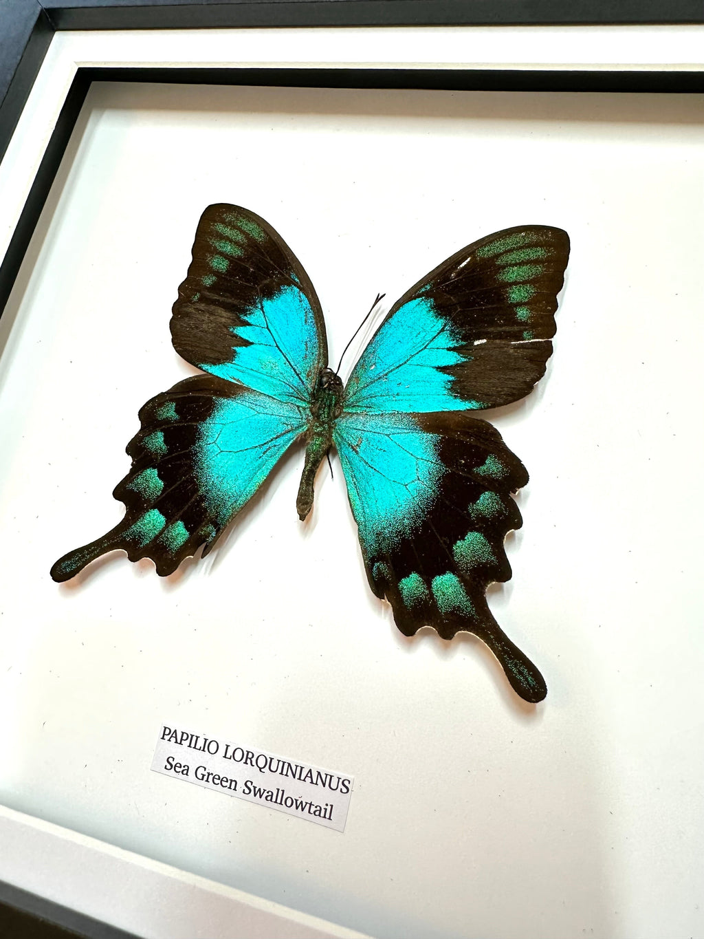 Sea Green Swallowtail | Papilio Lorquinianus • Medium Frame • Taxidermy Entomology Home Decor Framed Art