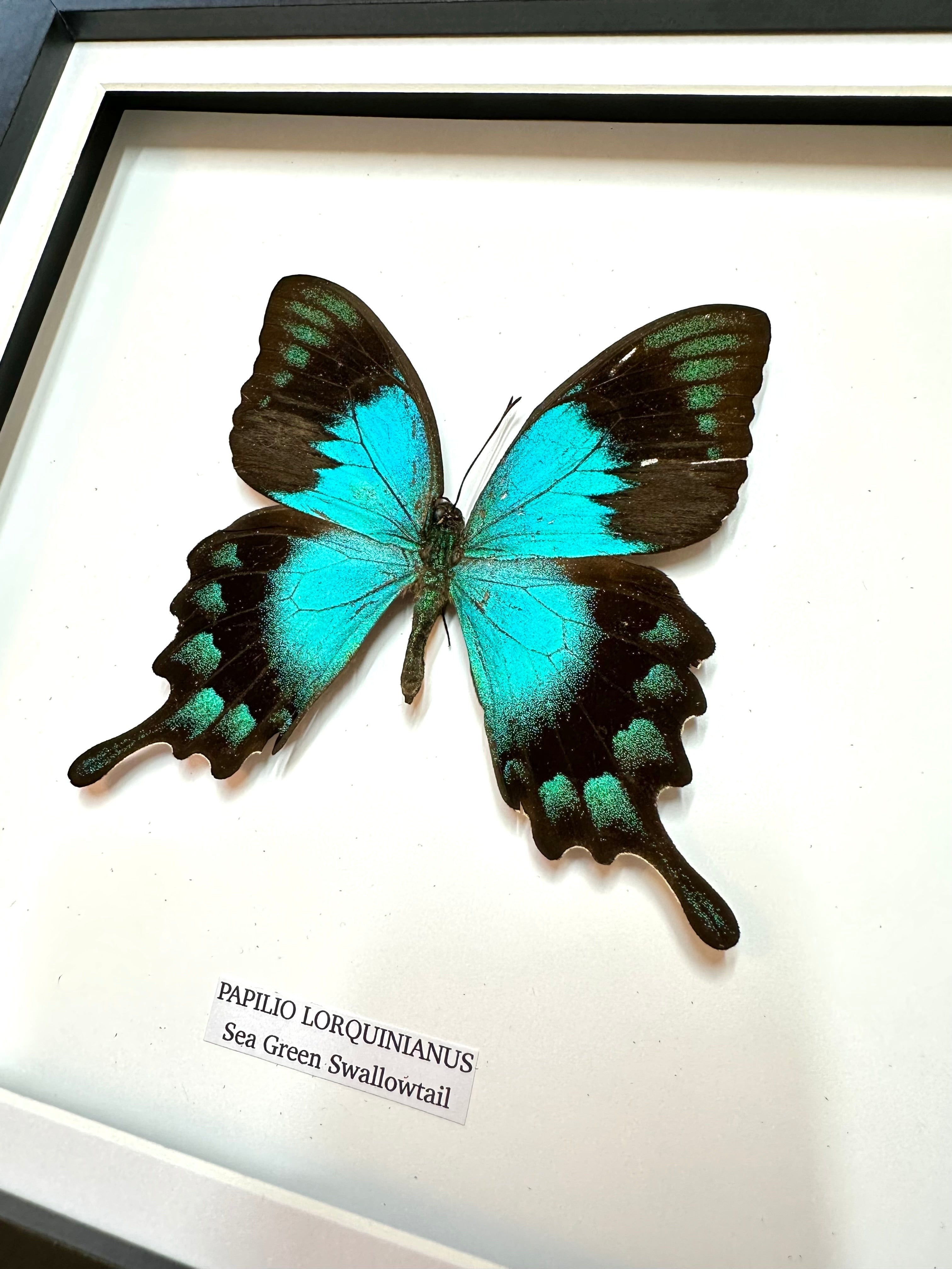 Sea Green Swallowtail | Papilio Lorquinianus • Medium Frame • Taxidermy Entomology Home Decor Framed Art