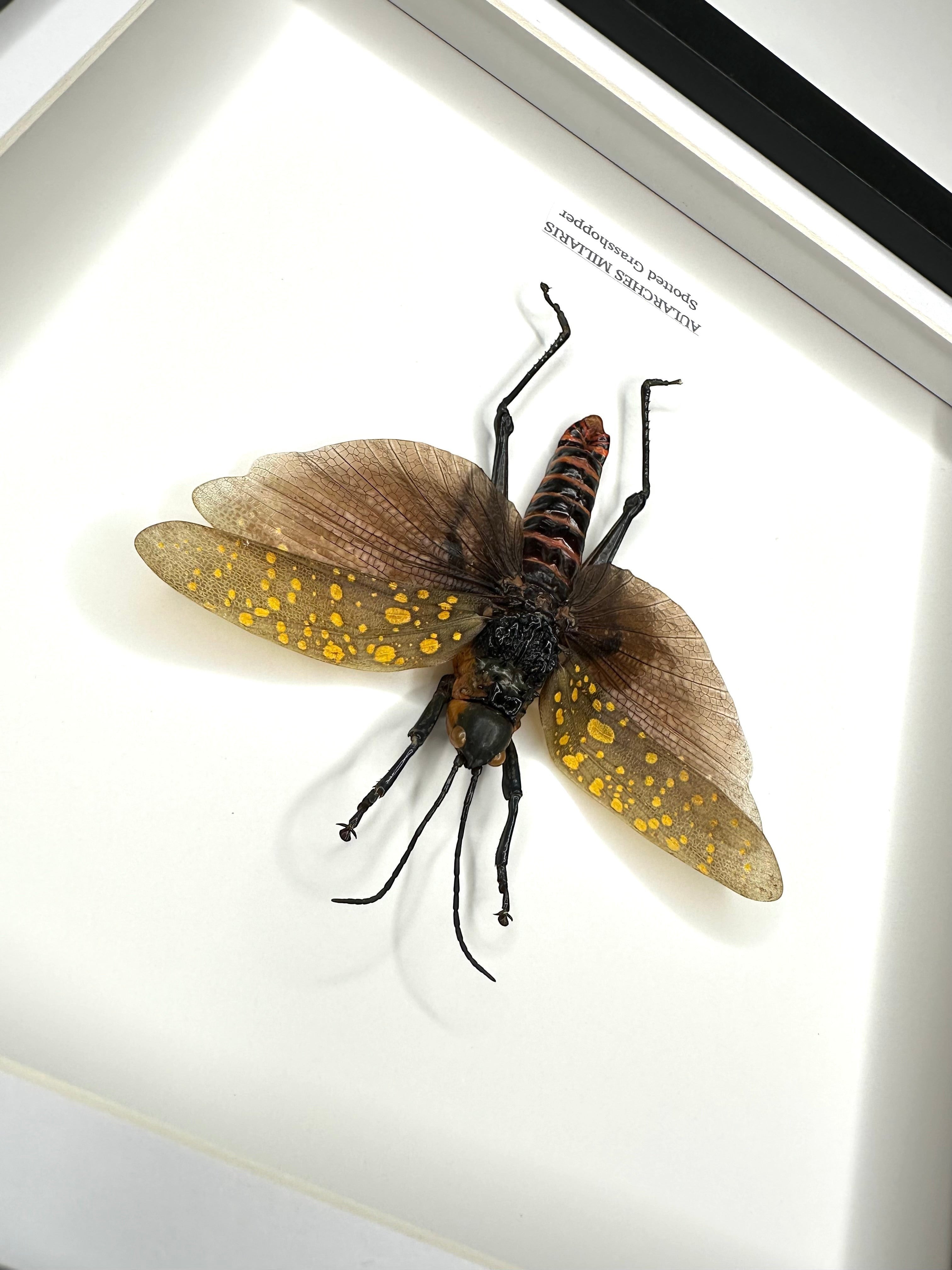 Spotted Grasshopper also known as Aularches Miliaris in latin, framed in a black shadow deep Medium box Frame. natural Taxidermy Entomology Home Decor Framed Natural Art by cuteaholic gifts.