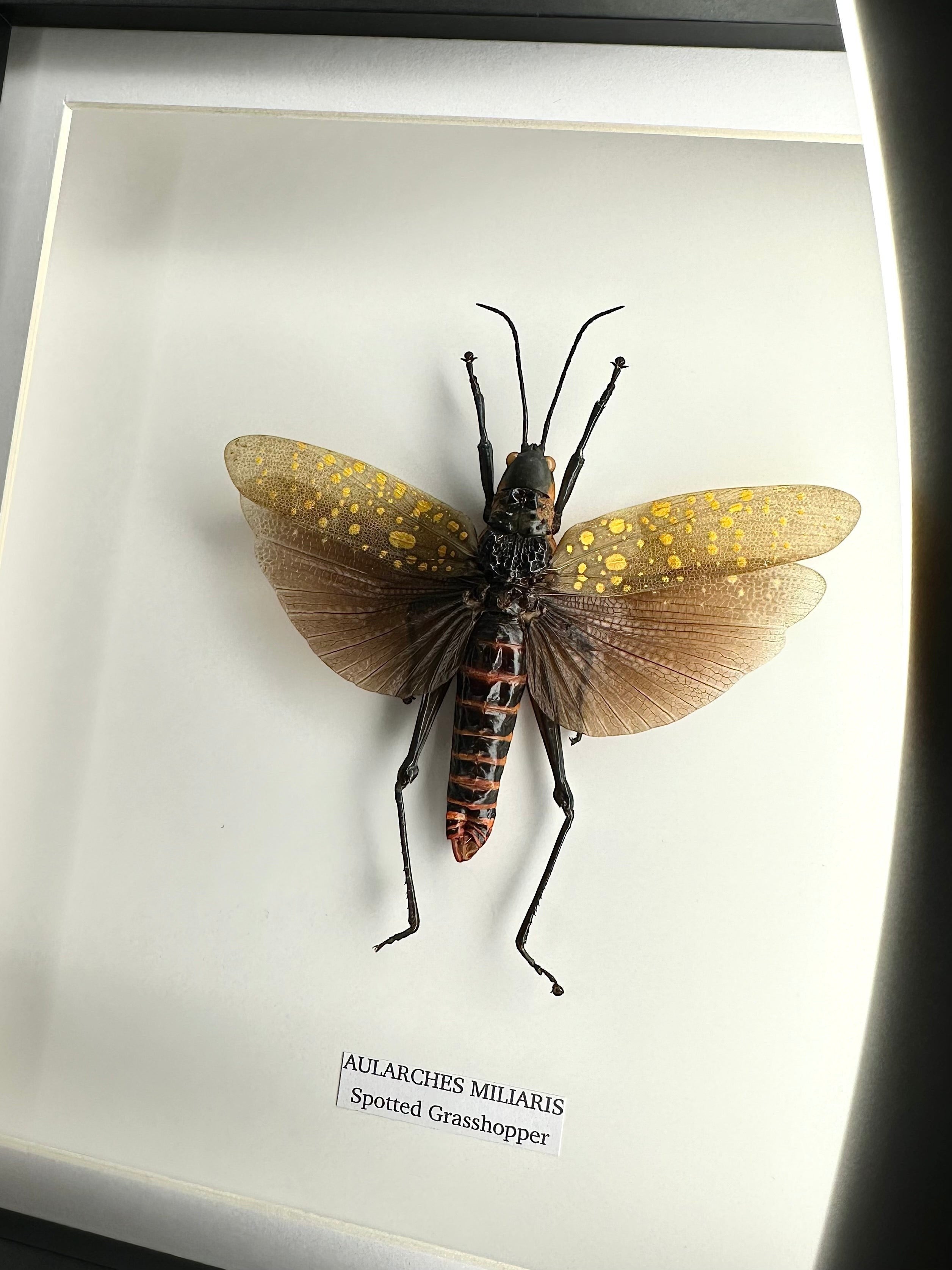 Spotted Grasshopper also known as Aularches Miliaris in latin, framed in a black shadow deep Medium box Frame. natural Taxidermy Entomology Home Decor Framed Natural Art by cuteaholic gifts.