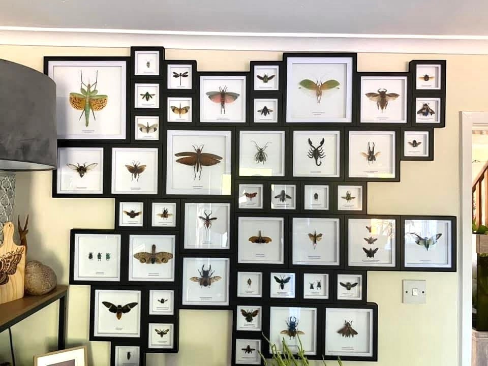 Spotted Grasshopper also known as Aularches Miliaris in latin, framed in a black shadow deep Medium box Frame. natural Taxidermy Entomology Home Decor Framed Natural Art by cuteaholic gifts.