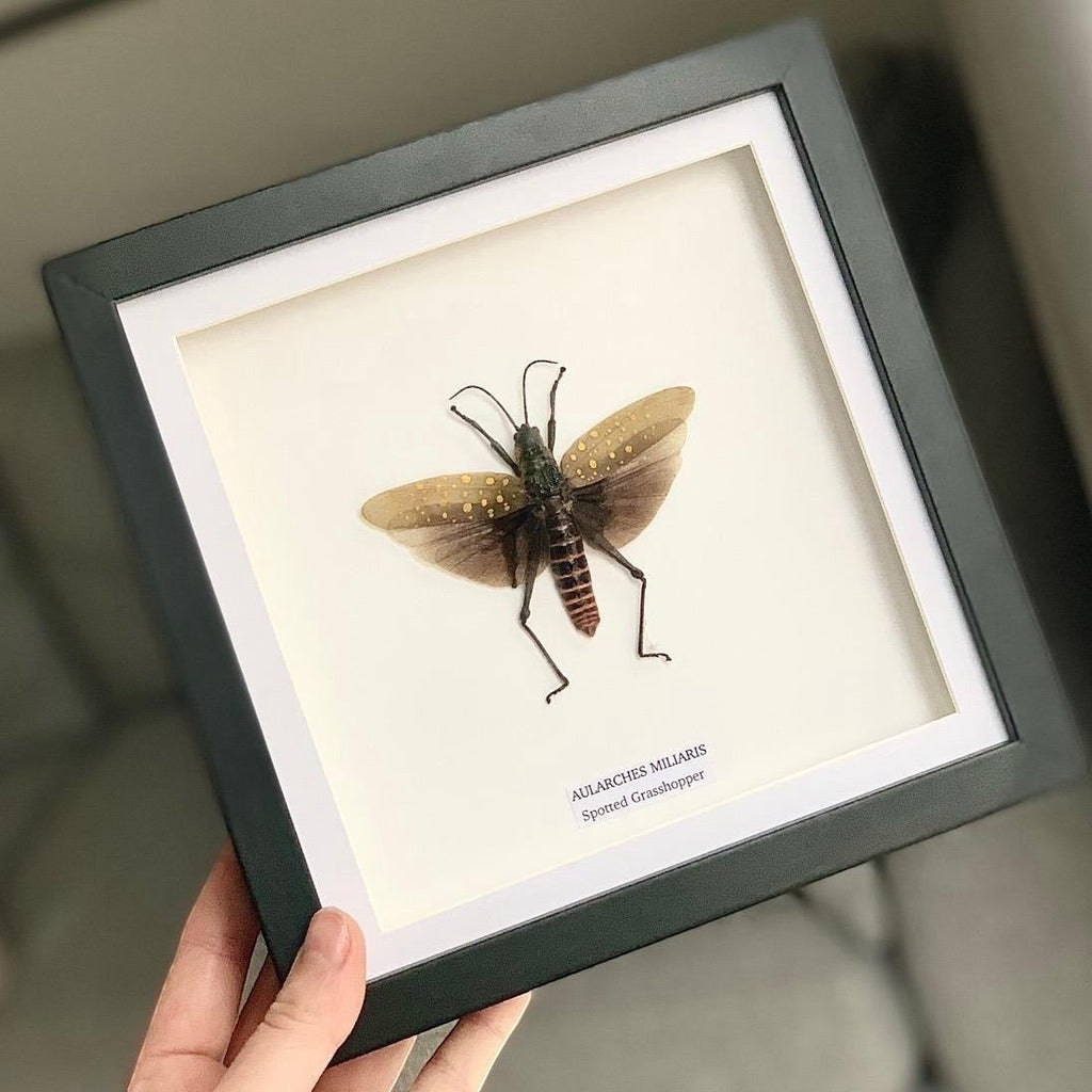 Spotted Grasshopper also known as Aularches Miliaris in latin, framed in a black shadow deep Medium box Frame. natural Taxidermy Entomology Home Decor Framed Natural Art by cuteaholic gifts.
