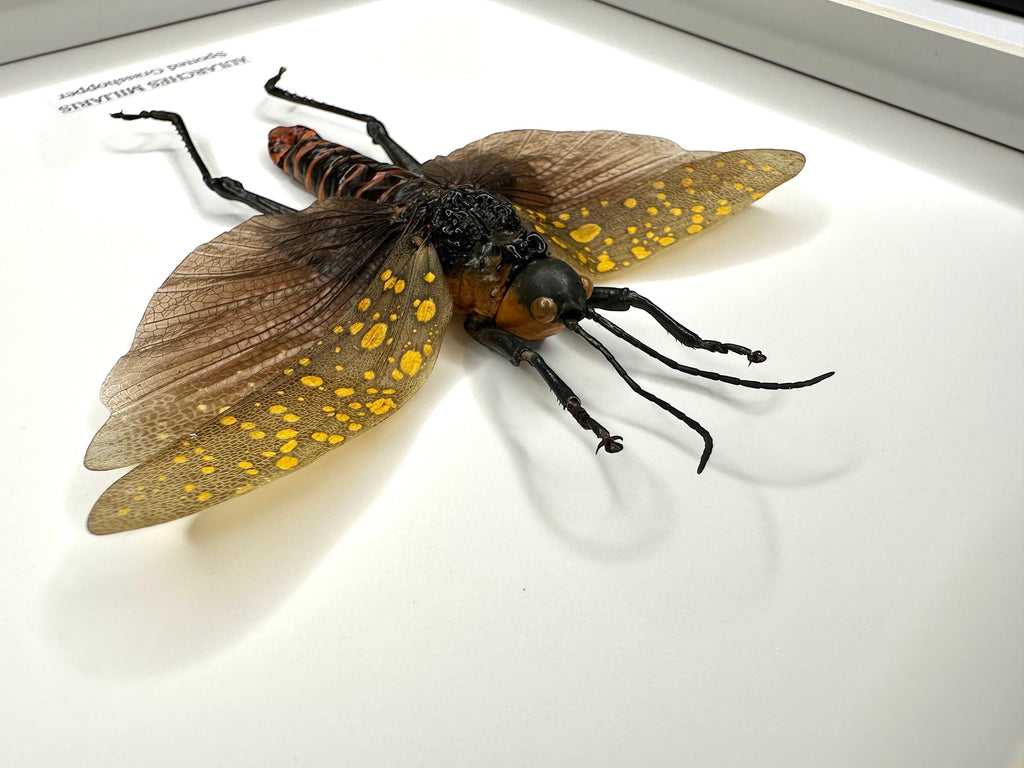 Spotted Grasshopper also known as Aularches Miliaris in latin, framed in a black shadow deep Medium box Frame. natural Taxidermy Entomology Home Decor Framed Natural Art by cuteaholic gifts.