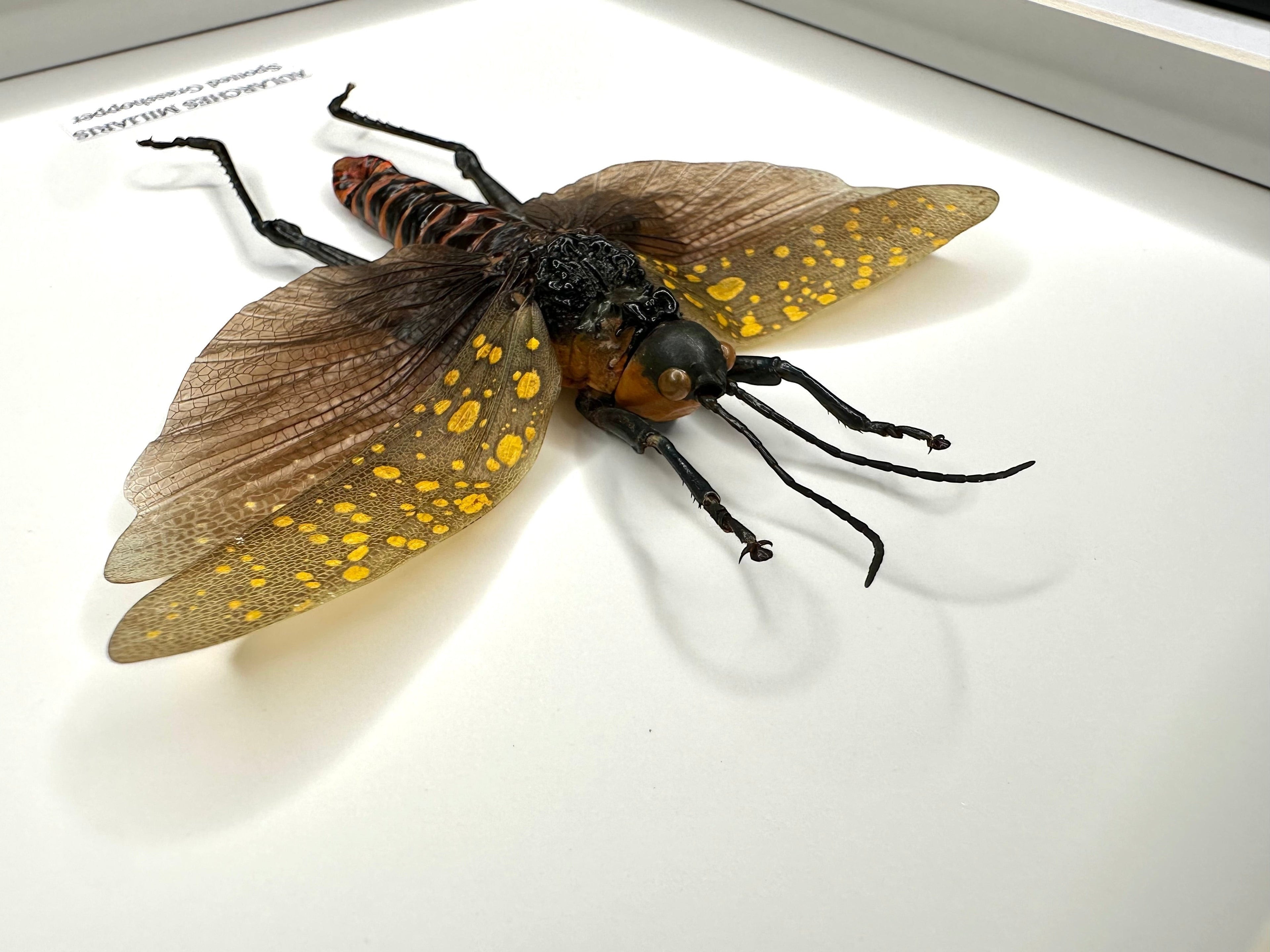 Spotted Grasshopper also known as Aularches Miliaris in latin, framed in a black shadow deep Medium box Frame. natural Taxidermy Entomology Home Decor Framed Natural Art by cuteaholic gifts.