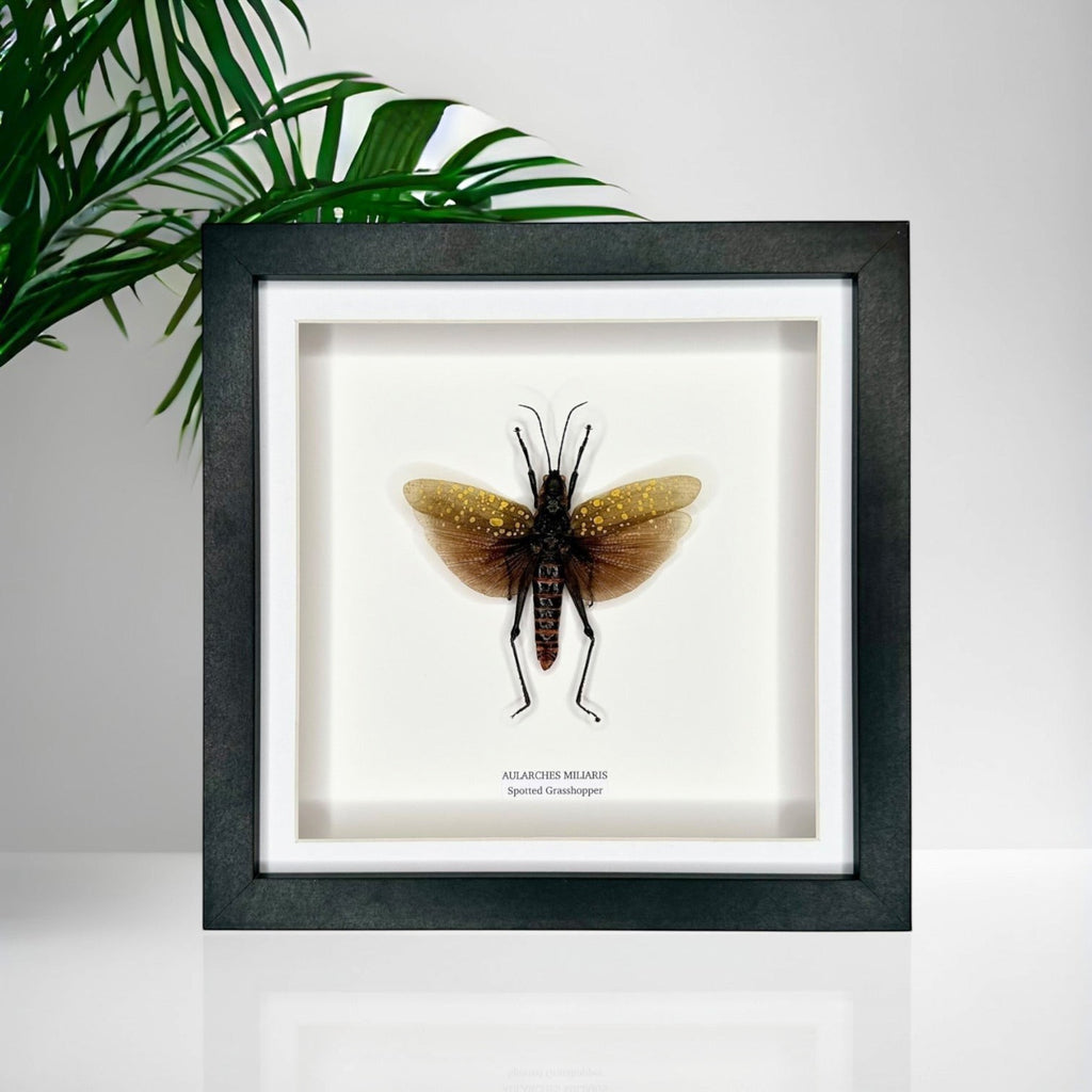 Spotted Grasshopper also known as Aularches Miliaris in latin, framed in a black shadow deep Medium box Frame. natural Taxidermy Entomology Home Decor Framed Natural Art by cuteaholic gifts.