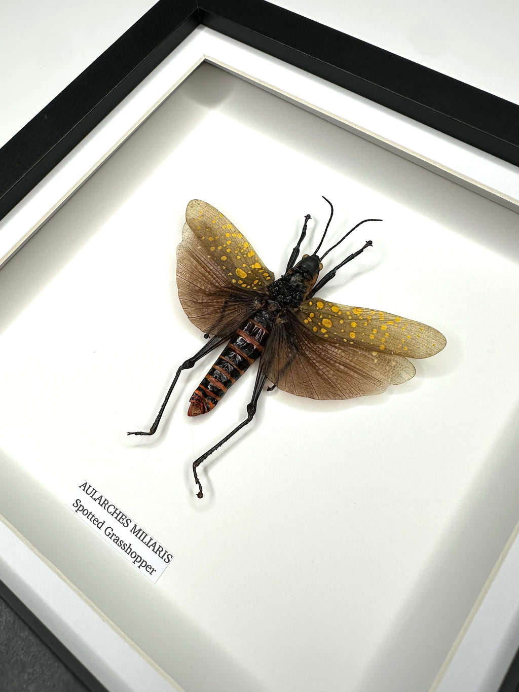Spotted Grasshopper also known as Aularches Miliaris in latin, framed in a black shadow deep Medium box Frame. natural Taxidermy Entomology Home Decor Framed Natural Art by cuteaholic gifts.