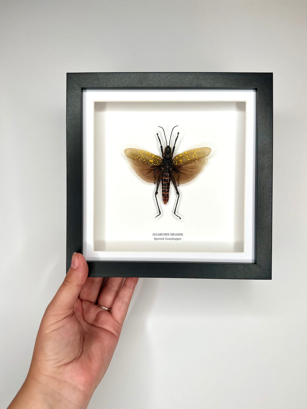 Spotted Grasshopper also known as Aularches Miliaris in latin, framed in a black shadow deep Medium box Frame. natural Taxidermy Entomology Home Decor Framed Natural Art by cuteaholic gifts.