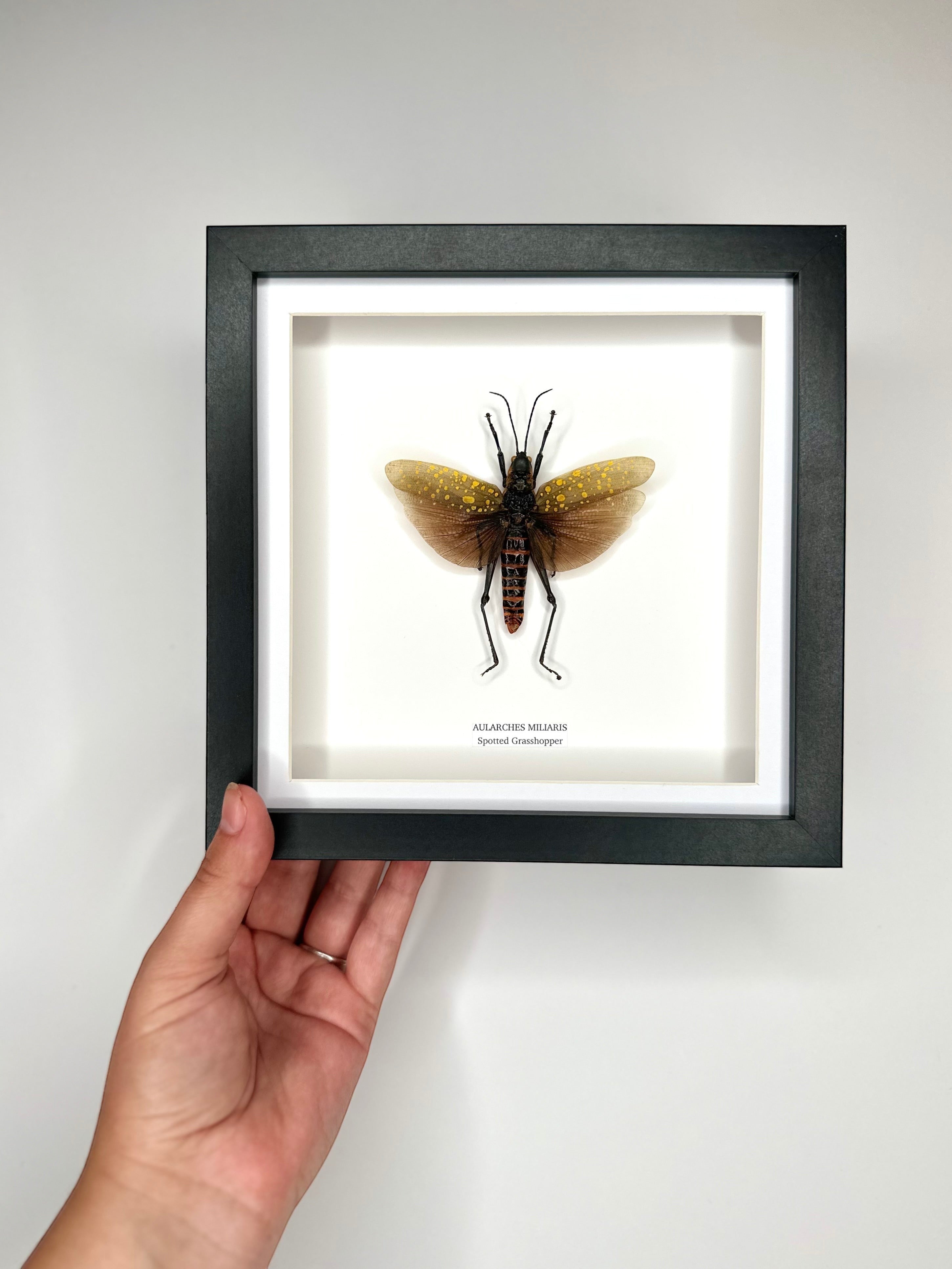 Spotted Grasshopper also known as Aularches Miliaris in latin, framed in a black shadow deep Medium box Frame. natural Taxidermy Entomology Home Decor Framed Natural Art by cuteaholic gifts.