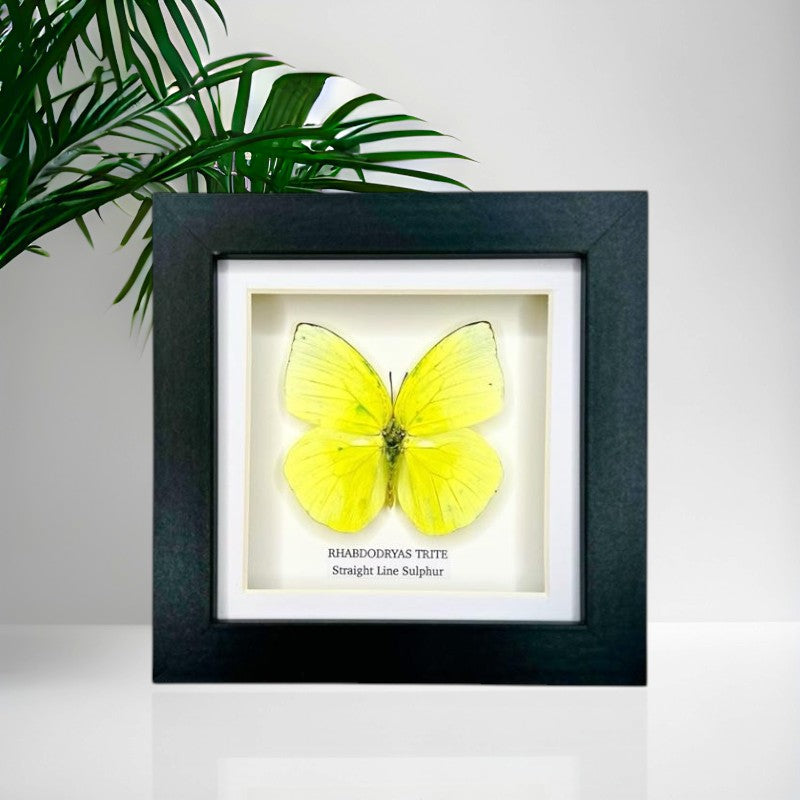 Straight Line Sulphur | Small Frame • Taxidermy Entomology Home Decor Framed Art