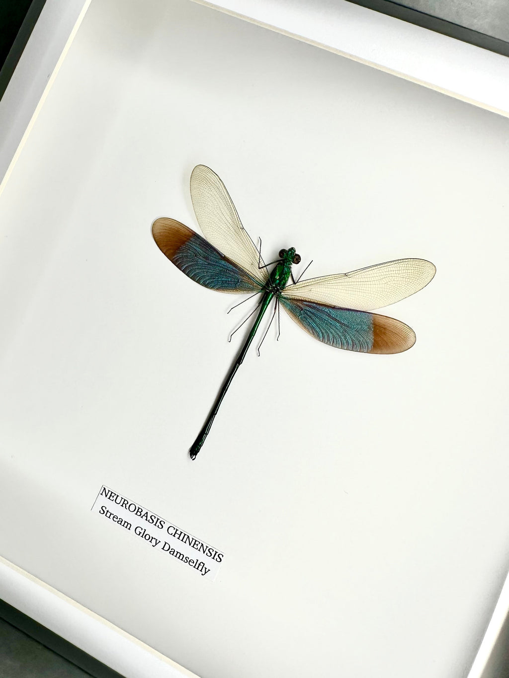 Stream Glory Damselfly also known as Neurobasis Chinensis mounted hand made in a deep black shadow frame box Medium Frame - Taxidermy Entomology Home Decor Framed Natural Art by cuteaholic gifts