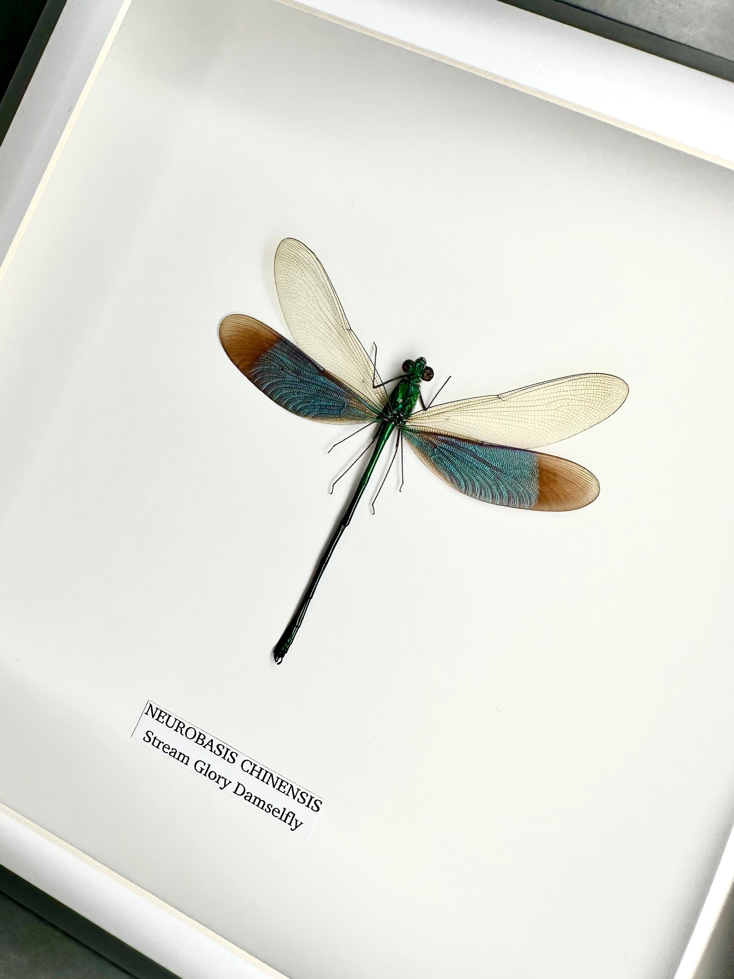 Stream Glory Damselfly also known as Neurobasis Chinensis mounted hand made in a deep black shadow frame box Medium Frame - Taxidermy Entomology Home Decor Framed Natural Art by cuteaholic gifts