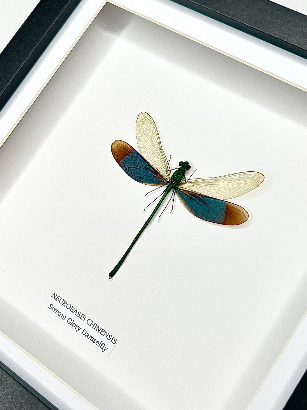 Stream Glory Damselfly also known as Neurobasis Chinensis mounted hand made in a deep black shadow frame box Medium Frame - Taxidermy Entomology Home Decor Framed Natural Art by cuteaholic gifts