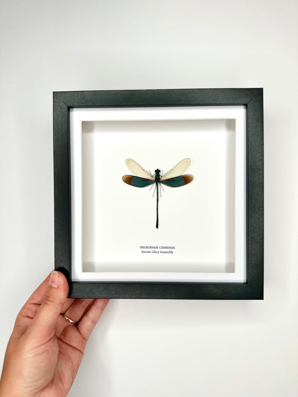 Stream Glory Damselfly also known as Neurobasis Chinensis mounted hand made in a deep black shadow frame box Medium Frame - Taxidermy Entomology Home Decor Framed Natural Art by cuteaholic gifts