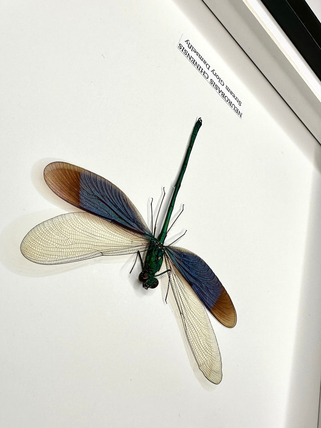Stream Glory Damselfly also known as Neurobasis Chinensis mounted hand made in a deep black shadow frame box Medium Frame - Taxidermy Entomology Home Decor Framed Natural Art by cuteaholic gifts