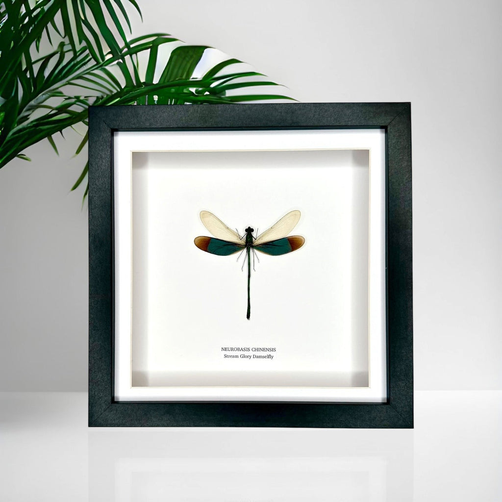 Stream Glory Damselfly also known as Neurobasis Chinensis mounted hand made in a deep black shadow frame box Medium Frame - Taxidermy Entomology Home Decor Framed Natural Art by cuteaholic gifts