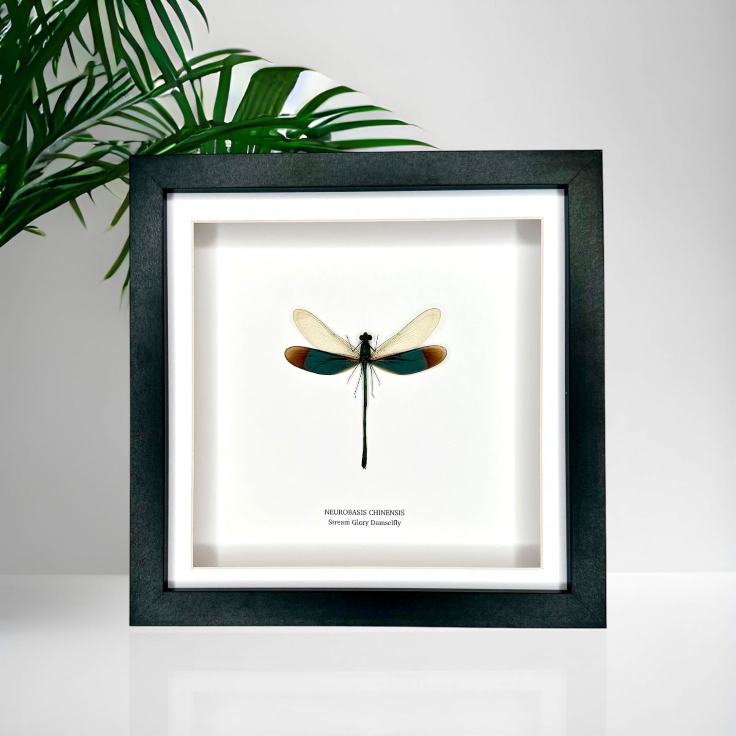 Stream Glory Damselfly also known as Neurobasis Chinensis mounted hand made in a deep black shadow frame box Medium Frame - Taxidermy Entomology Home Decor Framed Natural Art by cuteaholic gifts