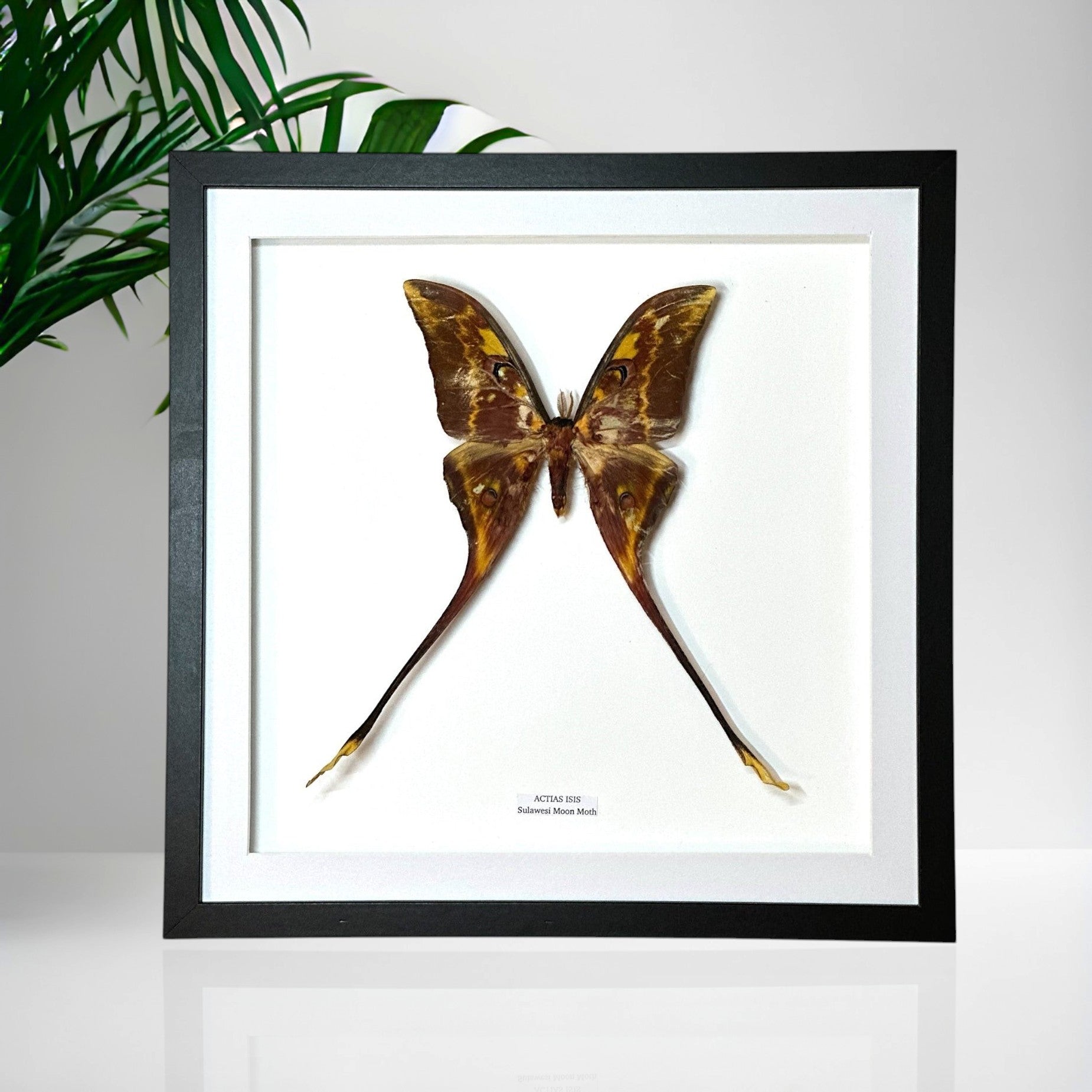 Sulawesi Moon Moth | Actias Isis • Large / xLarge Frame • Taxidermy Entomology Home Decor Framed Art