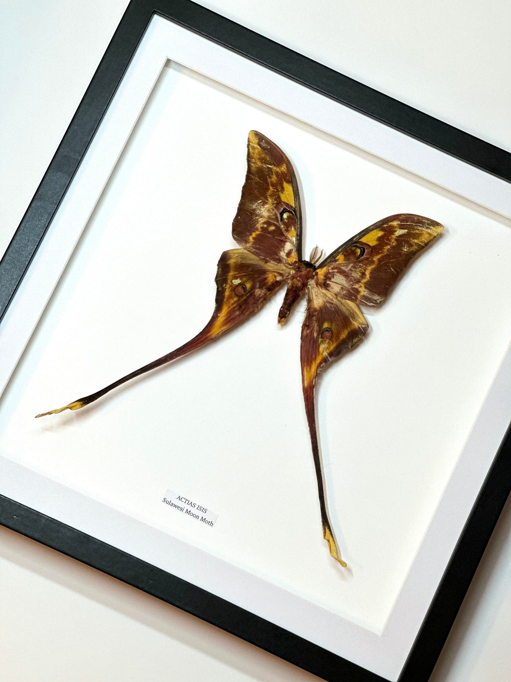 Sulawesi Moon Moth | Actias Isis • Large / xLarge Frame • Taxidermy Entomology Home Decor Framed Art