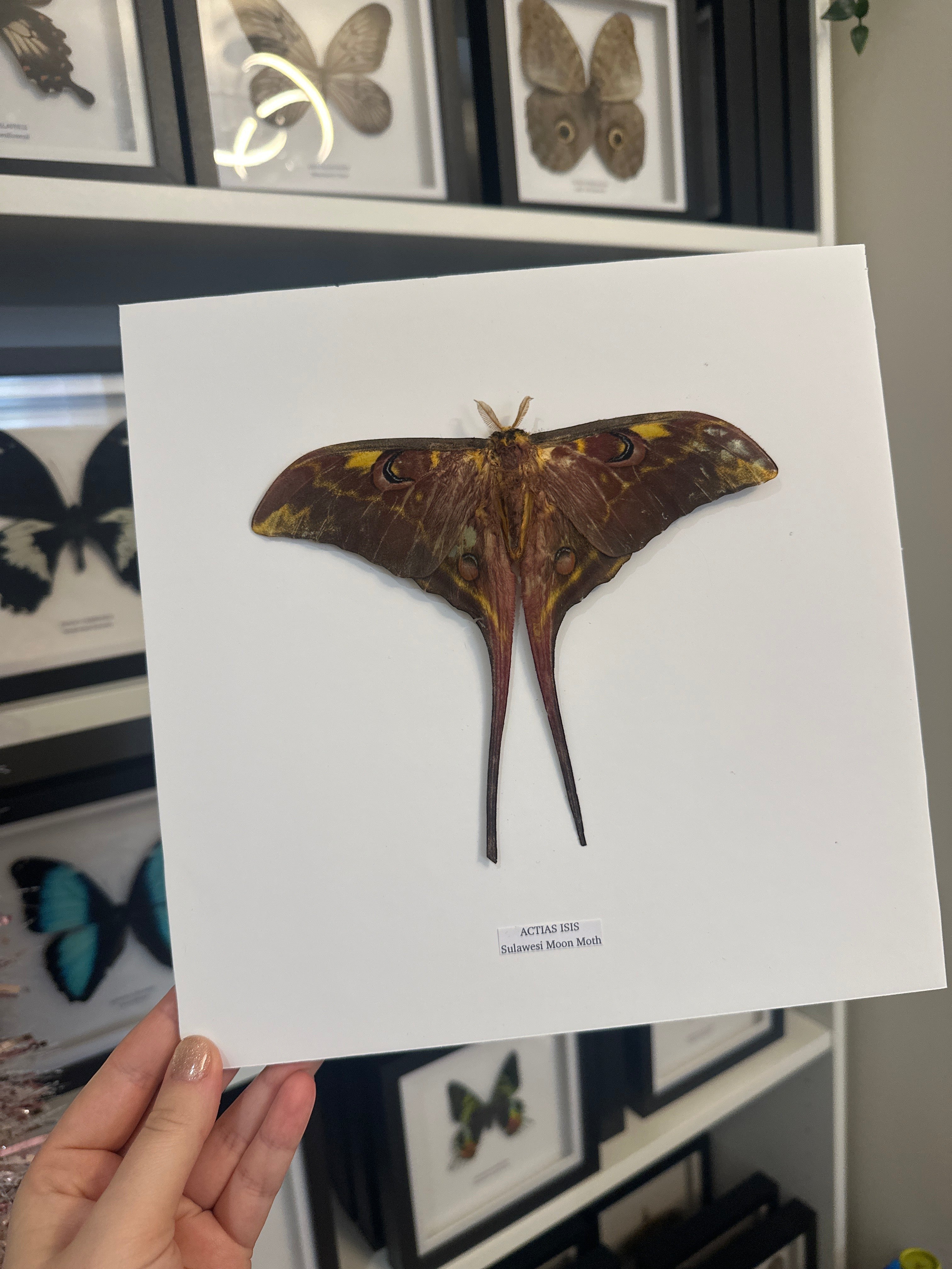 Sulawesi Moon Moth | Actias Isis • Large / xLarge Frame • Taxidermy Entomology Home Decor Framed Art