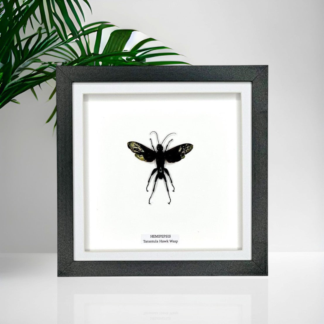 Tarantula Hawk Wasp | Hemipepsis | Medium Frame • Taxidermy Entomology Home Decor Framed Art
