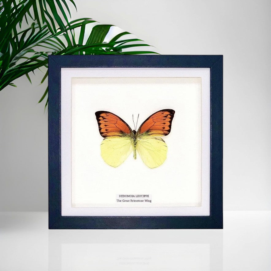 The Great Brimstone Wing | Hebomoia Leucippe | Medium Frame • Taxidermy Entomology Home Decor Framed Art