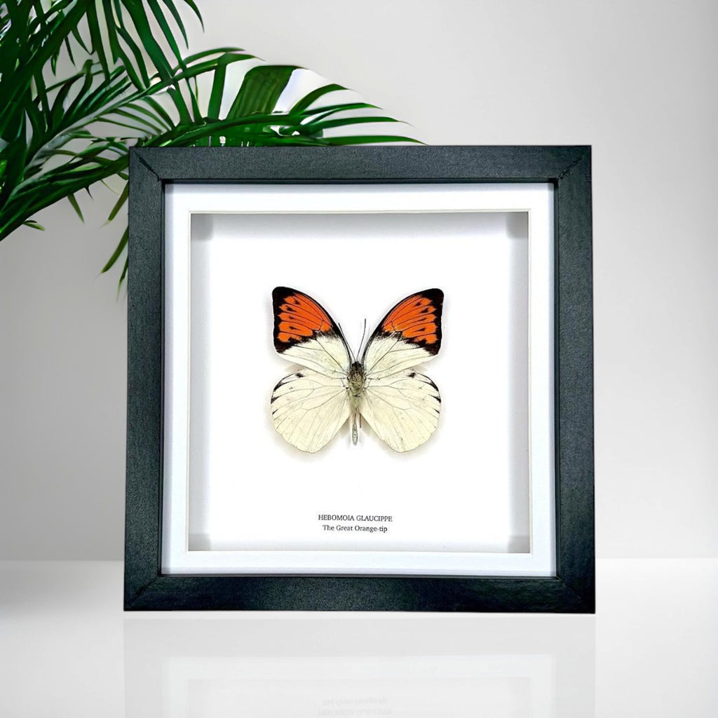 The Great Orange-tip | Medium Frame • Taxidermy Entomology Home Decor Framed Art