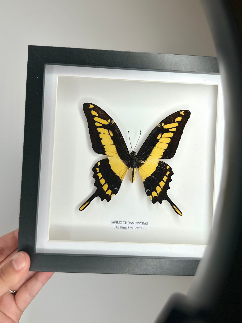 The King Swallowtail | Front Papilio Thoas | Medium deep black shadow Frame - Taxidermy Entomology Home Decor Framed Natural Art handmade by cuteaholic gifts