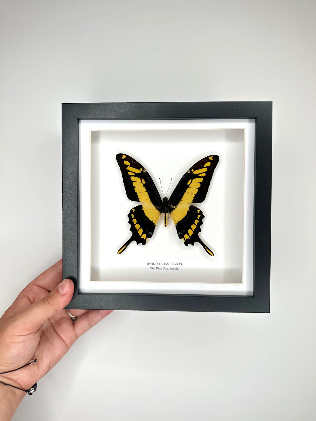 The King Swallowtail | Front Papilio Thoas | Medium deep black shadow Frame - Taxidermy Entomology Home Decor Framed Natural Art handmade by cuteaholic gifts