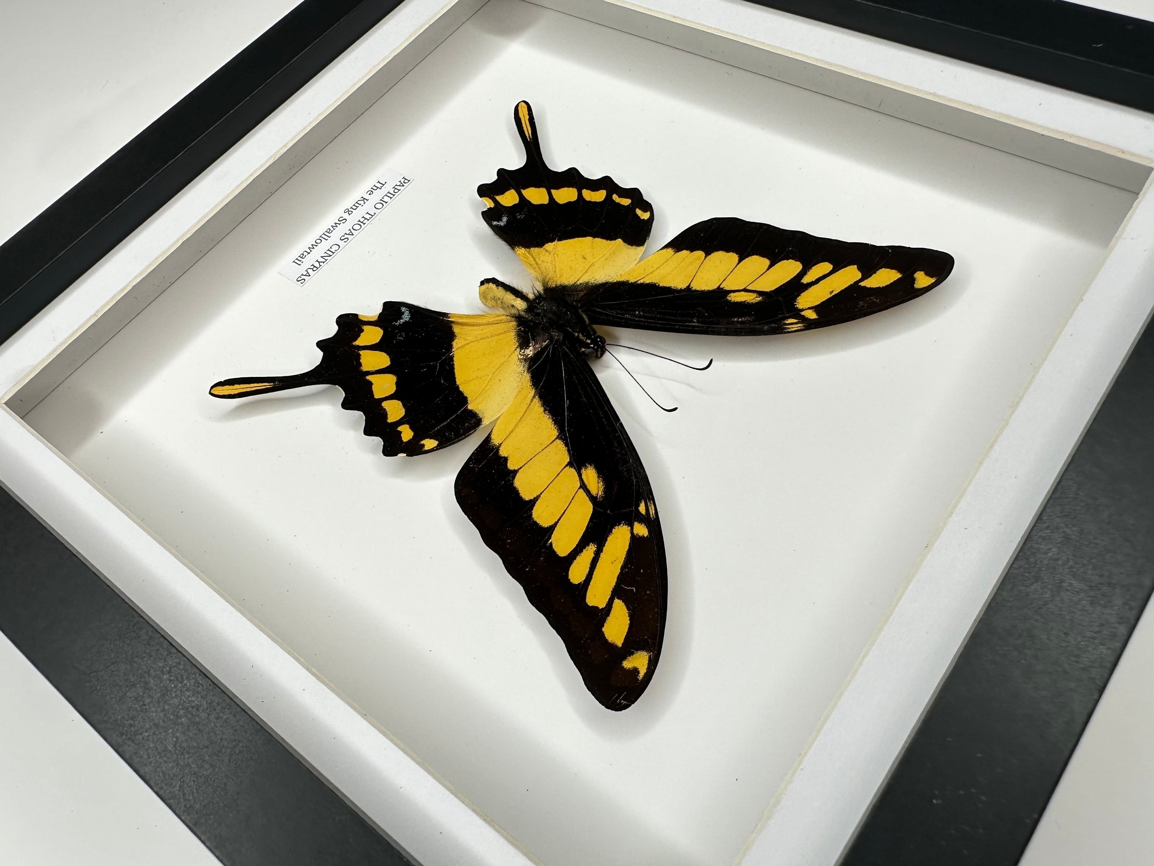 The King Swallowtail | Front Papilio Thoas | Medium deep black shadow Frame - Taxidermy Entomology Home Decor Framed Natural Art handmade by cuteaholic gifts