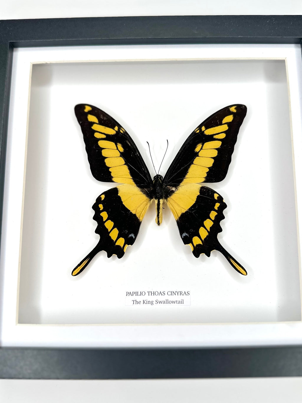 The King Swallowtail | Front Papilio Thoas | Medium deep black shadow Frame - Taxidermy Entomology Home Decor Framed Natural Art handmade by cuteaholic gifts