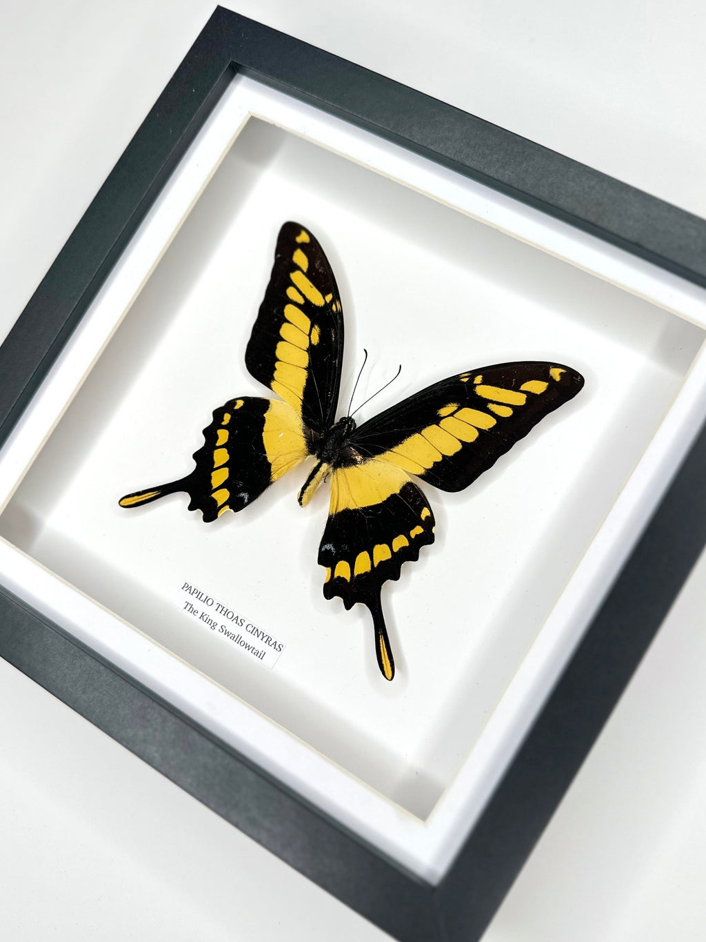 The King Swallowtail | Front Papilio Thoas | Medium deep black shadow Frame - Taxidermy Entomology Home Decor Framed Natural Art handmade by cuteaholic gifts